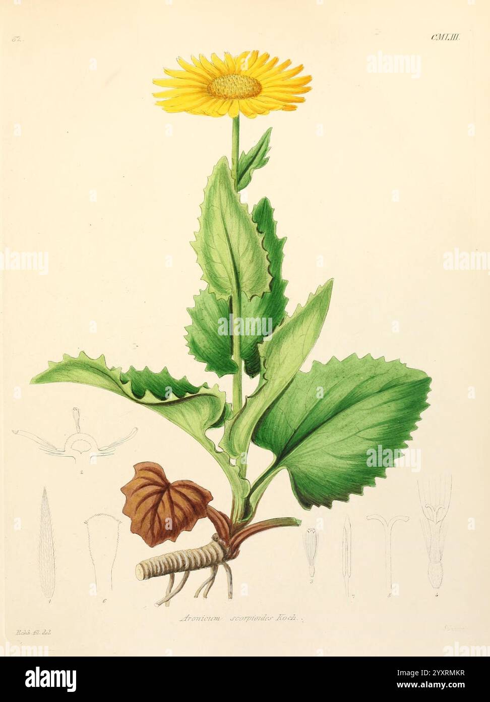 Icones florae Germanicae et Helveticae, Simul Pedemontanae, Tirolensis, Istriacae, Dalmaticae, Austriacae, Hungaricae, Transylvanicae, Moravicae, Borussicae, Holsaticae, Belgicae, Hollandicae, ergo Mediae Europae. Lipsiae, F. Hofmeister 1834-1912. [v. 1, 1850] Europe Pictorial Works plants, eine Illustration, die die leuchtend gelbe Blüte des Senecio cambricum zeigt, umgeben von üppig grünen Blättern. Die Pflanze wird aufrecht dargestellt, mit komplizierten Details, die die Textur der Blätter und der Blütenblätter hervorheben. Unterhalb des Hauptstiels fügt eine detaillierte Ansicht der Wurzelstruktur d hinzu Stockfoto