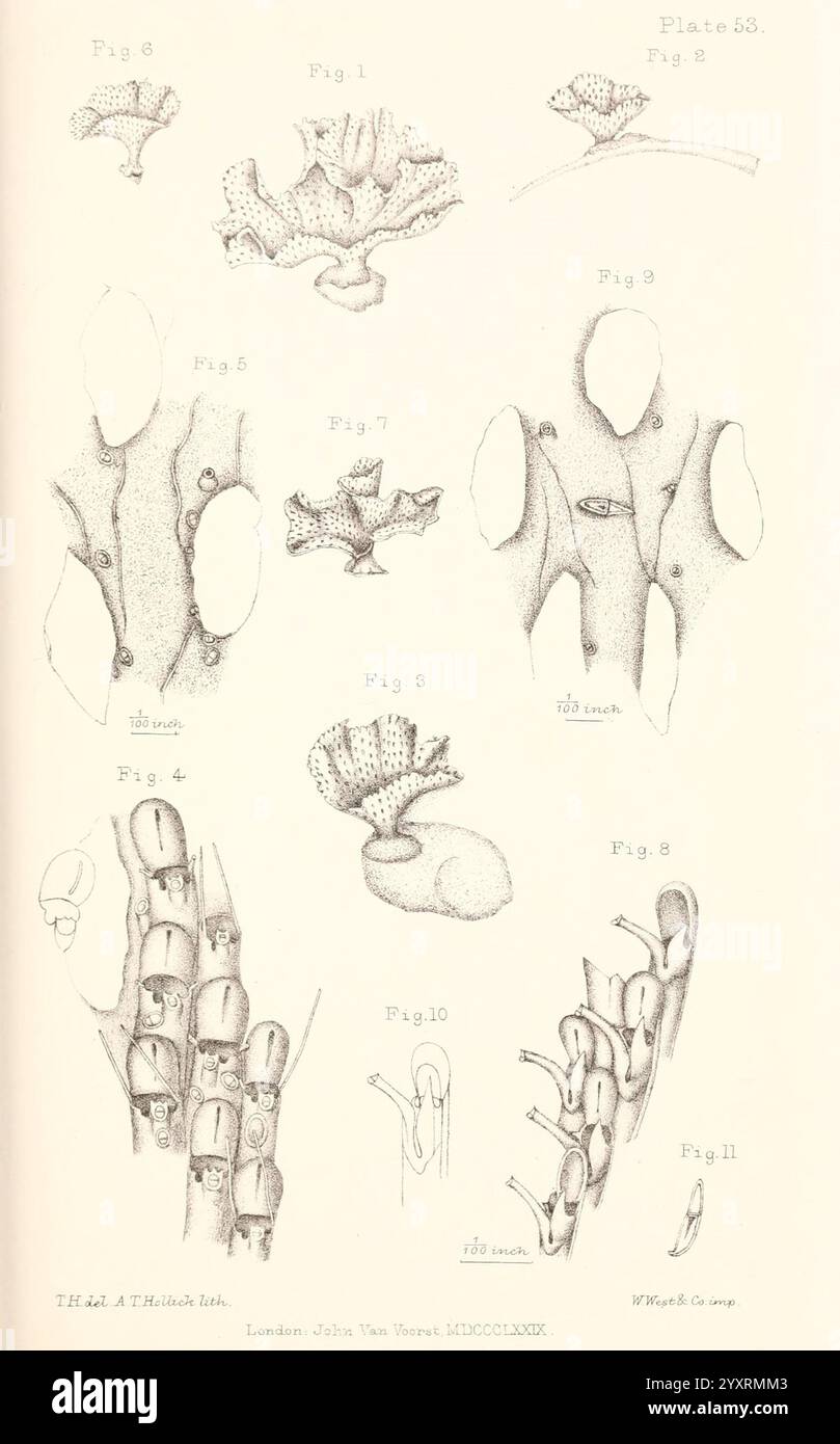 Eine Geschichte der britischen Marine Polyzoa, London, J. Van Voorst, 1880, Bryozoa, die Abbildung zeigt eine Reihe detaillierter wissenschaftlicher Zeichnungen, die verschiedene anatomische Strukturen und botanische Formen darstellen. Es enthält beschriftete Figuren, die die Feinheiten der Motive hervorheben, von einzigartigen Knochenstrukturen bis hin zu komplexen Pflanzenmerkmalen. Jede Figur wird sorgfältig gerendert, um wesentliche Merkmale zu vermitteln, wobei numerische Anmerkungen den Betrachter durch die einzelnen Elemente führen. Der Arbeitsbereich der Abbildung legt nahe, dass der Schwerpunkt auf der biologischen Forschung oder botanischen Studien liegt, reveali Stockfoto