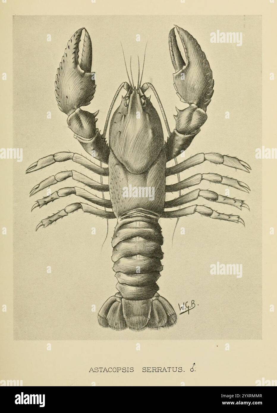 Proceedings of the Zoological Society of London, London, Academic Press Periodicals, Zoologie, Hummer, die Abbildung zeigt eine detaillierte Darstellung eines Hummer und zeigt seine charakteristischen Merkmale wie robuste Krallen und ein segmentierter Körper. Der Hummer wird in einer erhöhten Position präsentiert und hebt die komplizierten Details seines Exoskeletts hervor, einschließlich der Textur und der verbundenen Gliedmaßen. Die Antennen sind deutlich sichtbar, was die sensorischen Fähigkeiten der Kreatur unterstreicht. Unter der Abbildung ist der wissenschaftliche Name ''Astacopsis serratus'' angegeben, der seine Einstufung angibt. Die Grafik Stockfoto