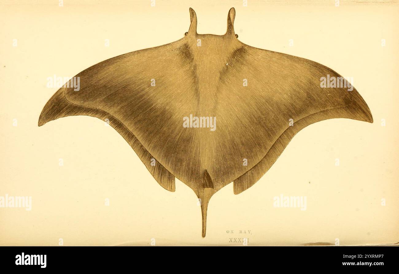 Eine Geschichte der Fische der Britischen Inseln, 1862-65, Fische, Großbritannien, Rochen, mobula, Eregoodootenkee, langhornige Mobula, Adlerrochen, Ichthyologie, diese Darstellung zeigt die elegante Form eines Strahls, der sich durch seine breiten, abfackelnden Brustflossen auszeichnet, die eine markante, flügelartige Silhouette erzeugen. Die Anatomie ist detailliert und betont die glatten Kurven und die einzigartige Form, die anmutige Bewegungen durch aquatische Umgebungen ermöglicht. Besonders der Oberkörper ist mit weichen, fließenden Linien versehen, während zarte Details in der Nähe des Kopfes diesem Meereskrea ein Gefühl von Persönlichkeit verleihen Stockfoto