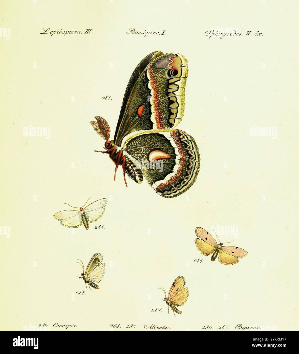 Hübner's, Papilio, S. l, S. n, 1796-1841, Schmetterlinge, die Illustration zeigt eine Vielzahl von Schmetterlingsarten, die aufwendig detailliert und zur Identifizierung gekennzeichnet sind. Hervorzuheben ist ein großer, farbenfroher Schmetterling mit komplizierten Mustern auf seinen Flügeln, die durch eine Mischung aus satten Farbtönen und markanten Markierungen gekennzeichnet sind. Um dieses Hauptexemplar herum befinden sich kleinere Schmetterlinge, die jeweils einzigartige Formen und Designs mit verschiedenen Farben und Mustern aufweisen, die ihre Vielfalt hervorheben. Die Komposition wird von numerischen Anmerkungen und Namen begleitet, was auf einen systematischen Katalogin hindeutet Stockfoto