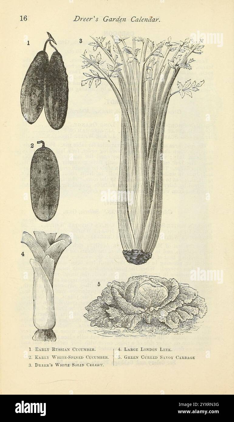 Dreers Gartenkalender, Philadelphia, Pa, Henry A. Dreer, 1884, Kataloge, Blumen, Gartenarbeit, Hühnerfieber, internetresource, Baumbestand, Saatgut, Gartengeschichten, Gurke, Sellerie, Lauch, Gemüse, Kohl, Inblüte, Alloampeloprasum, Lauch, Cucumissativus, Gurke, Apiumgraveolens, Sellerie, Brassicaoleracea, Kohl, Eine detaillierte botanische Illustration mit verschiedenen Gemüsesorten, jedes mit einer Nummer gekennzeichnet. Das erste Stück ist eine Illustration früherer russischer Gurken, die sich durch ihre langgezogene Form auszeichnen. Als nächstes sehen Sie eine Darstellung der frühen weiß-süßen Gurken, die kürzer und p Stockfoto