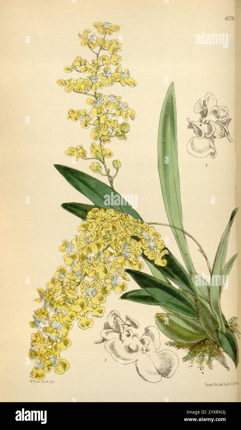 Curtis's Botanical Magazine London New York etc. Botanische Illustration Botanik Zeitschriften Bildwerke Pflanzen ornamental Curtis, Eine botanische Illustration mit einer elegant detaillierten gelben Orchidee, die Gruppen von zarten Blumen mit komplizierten Formen und Texturen zeigt. Die Blüten sind entlang eines markanten Stängels angeordnet, der sich anmutig windet und das satte grüne Laub darunter zeigt. Im unteren Bereich zeigen kleinere Darstellungen derselben Orchidee zusätzliche Ansichten, die die einzigartigen Merkmale der Blume hervorheben. Diese elegante Darstellung fängt Schönheit und Komplexität ein Stockfoto