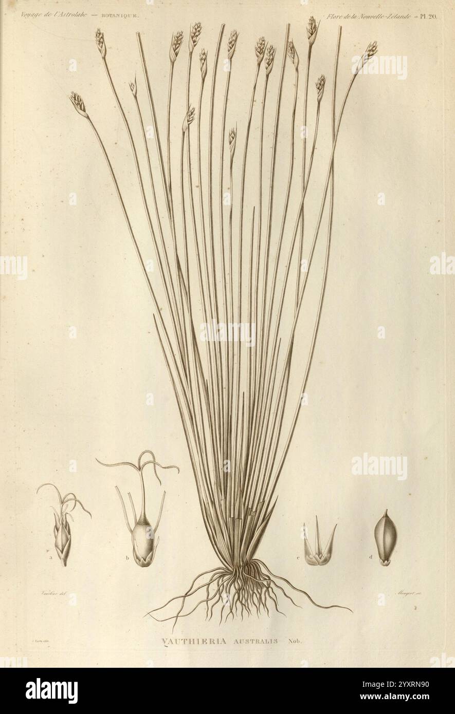 Voyage de la corvette l'Astrolabe, Paris, J. Tastu, 1830-1834., diese Abbildung zeigt die detaillierte botanische Zeichnung der Art Vahlia tenuis. Im Mittelpunkt stehen die langen Stängel mit zarten, filigranen Blütenköpfen, die die komplizierte Struktur der Pflanze verdeutlichen. Unterhalb der oberirdischen Merkmale ist das Wurzelsystem dargestellt, was die Tiefe und Komplexität der Verankerung der Pflanze im Boden unterstreicht. Die zentrale Pflanze wird durch zusätzliche Zeichnungen flankiert, die verschiedene Wachstumsphasen oder Teile der Pflanze, einschließlich Früchte oder Samen, darstellen können, die alle sorgfältig verarbeitet werden Stockfoto