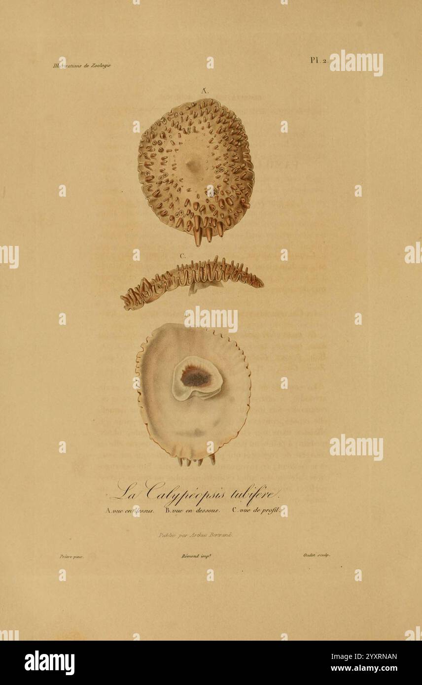 Illustrations de zoologie Paris A. Bertrand [1832-35?] Bildwerke Zoologie René Primevère Lektion, die Komposition zeigt detaillierte Illustrationen verschiedener Meereslebewesen, die komplexe Texturen und Muster zeigen. Der obere Abschnitt hebt eine kreisförmige Schale mit zahlreichen kleinen, spitzen Projektionen hervor, die die einzigartige Oberfläche betonen. Darunter befindet sich eine Darstellung eines segmentierten Organismus, der einem Meerestier oder einer Koralle ähnelt und durch eine Reihe von gestreckten Formen gekennzeichnet ist. Der untere Abschnitt zeigt eine Querschnittsansicht einer anderen Schale, die ihre interne Struktur und ihre Besonderheit offenbart Stockfoto