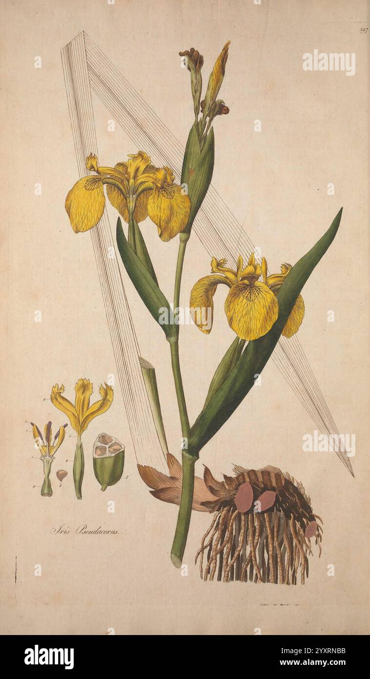 Flora Londinensis, oder Platten und Beschreibungen solcher Pflanzen, die wild in der Umgebung von London wachsen, gedruckt und verkauft von dem Autor und B. White, 1777. 18. Jahrhundert, botanische Illustration, Botanik, England, Stiche, Kräuter, London, Pflanzen, Stämme, Blätter, Blumen, Eine botanische Illustration der Iris pseudacorus, allgemein bekannt als die gelbe Fahne Iris. Das Kunstwerk zeigt die hohen, schlanken grünen Blätter und markanten gelben Blüten der Pflanze, die sich durch ihre markanten dreiblättrigen Blüten auszeichnen. Die Komposition enthält detaillierte Darstellungen der Blume in verschiedenen Stadien, entlang Stockfoto