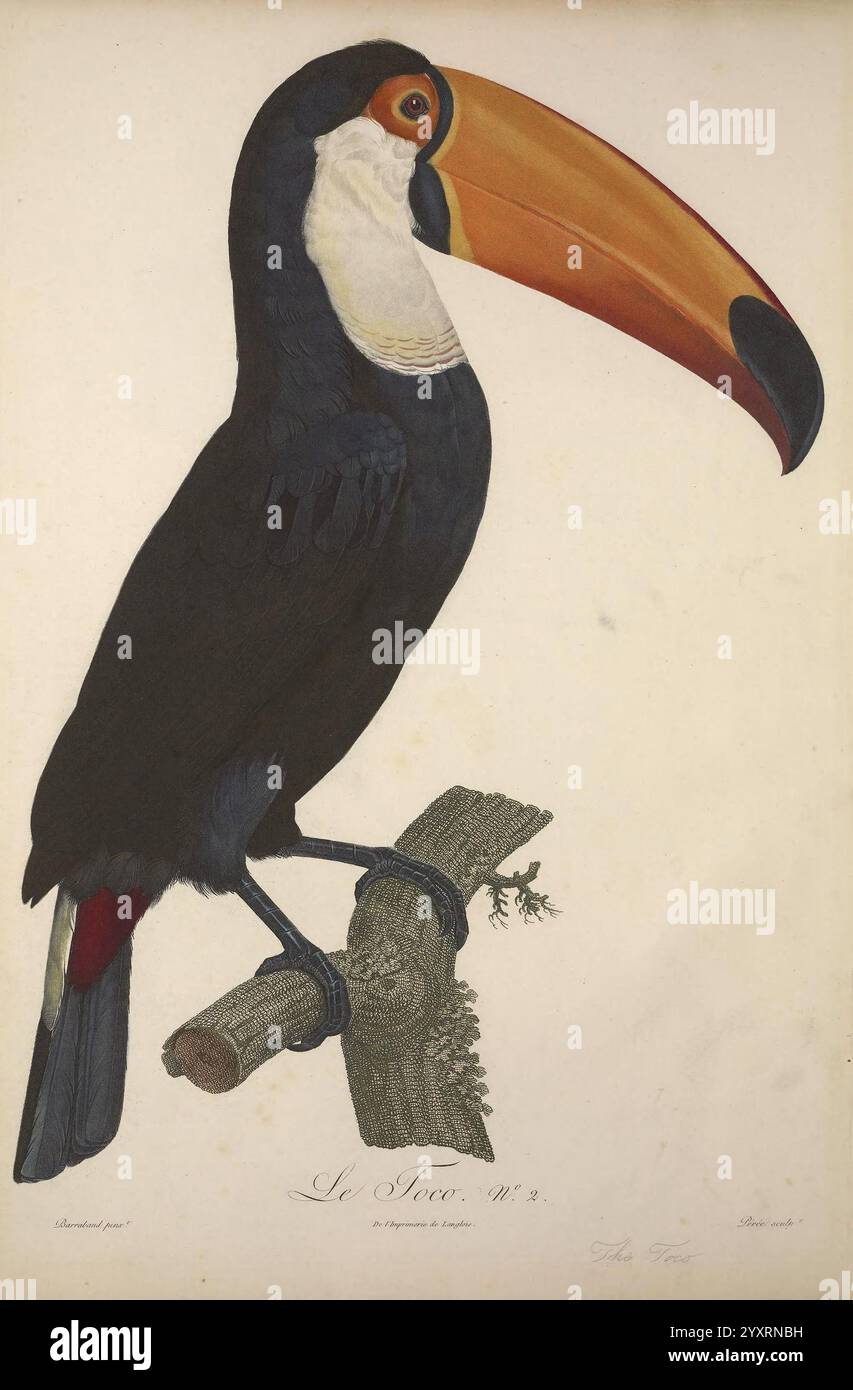 Histoire naturelle des oiseaux de paradis et des rolliers Paris Chez Denné le jeune Chez Perlet 1806 Vögel französische Sprache Toco Toucan Pictorial Works Ramphastos toco zeigt die Darstellung einen auffälligen Tukan auf einem Zweig, der sich durch seinen lebendigen, übergroßen Schnabel auszeichnet, der von leuchtendem Orange an der Spitze zu einem tieferen Gelb in der Nähe des Gesichts übergeht. Der Körper ist überwiegend dunkel mit subtilen Anklängen von Schillern, während die Flügel eine Mischung aus Schwarz und einem Hauch von Rot an der Basis aufweisen. Der weiße Hals des Tukans bildet einen eleganten Kontrast zum dunklen Gefieder und trägt so zur visuellen Note bei Stockfoto