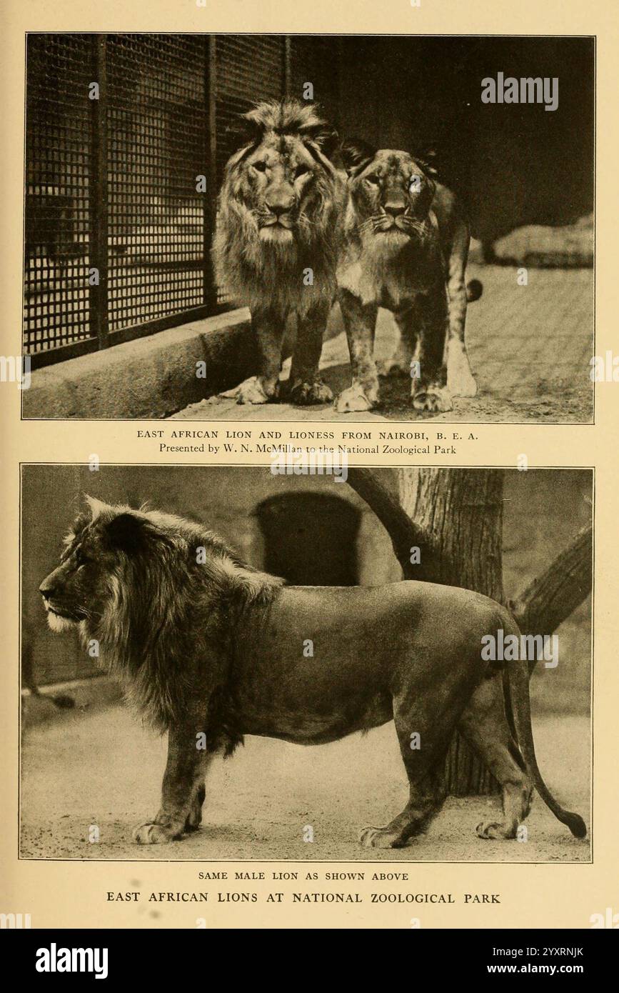 Lebensgeschichten afrikanischer Wildtiere New York, C. Scribner's Sons, 1914. Afrika, Löwe, Osten, Säugetiere, Felidae, Masai Lion, Panthera Leo, Panthera Leonubica, die Szene zeigt zwei ostafrikanische Löwen, die ihre majestätischen Eigenschaften und ihre starke Präsenz zeigen. Ein Löwe steht neben dem anderen, was seine robuste Körperlichkeit und seine unverwechselbaren Mähnen unterstreicht. In der zweiten Darstellung ist ein einzelner männlicher Löwe sichtbar, der seine königliche Größe und seinen wilden Blick zeigt. Der begleitende Text erwähnt ihre Herkunft aus Nairobi, Kenia und erwähnt einen Beitrag zum National Zoological Park von W. Stockfoto