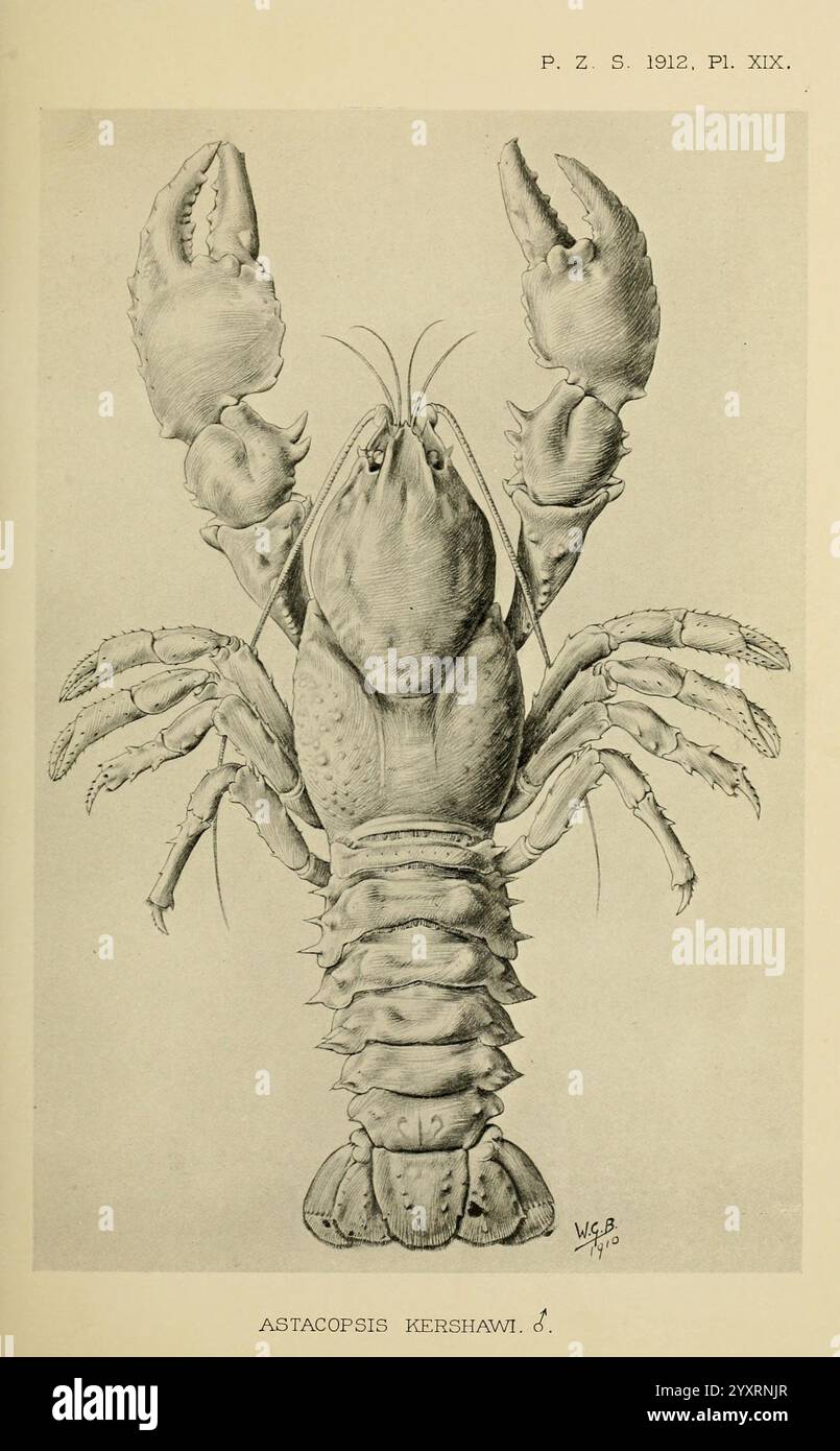 Proceedings of the Zoological Society of London, London, Academic Press Periodicals, Zoology, Lobster, eine detaillierte Abbildung eines Hummer mit seiner charakteristischen Anatomie. Die Kreatur ist mit großen, markanten Krallen, einem langgestreckten Körper und einer segmentierten Schale dargestellt, die durch Grate und Rillen gekennzeichnet ist. Die Antennen des Hummer sind gut sichtbar, was seine komplizierten Merkmale noch verstärkt. Jeder Teil seines Körpers, vom Panzer bis zum Schwanz, ist akribisch gerendert, was die für diesen Krebstier typische Textur und Form unterstreicht. Die Art wird als Astacopsis kershawi identifiziert Stockfoto