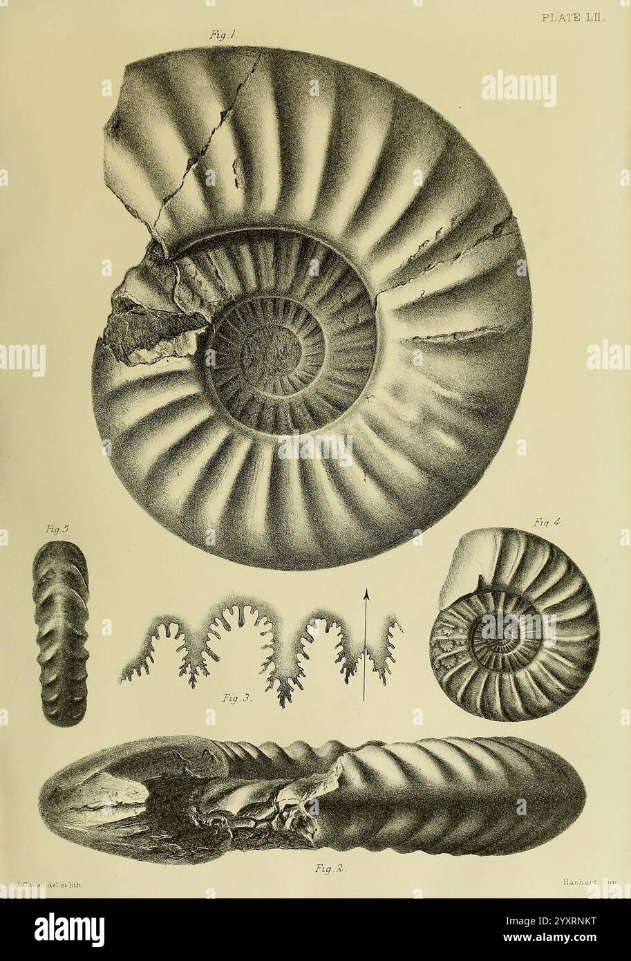 Monografie über die Lias Ammoniten der Britischen Inseln London gedruckt für die Palæontographical Society 1878-86 Ammonoidea Great Britain Jurassic Paläontology, zeigt diese Abbildung eine Reihe detaillierter Darstellungen eines Ammoniits, einer Art ausgestorbener Weichtiere, die für ihre charakteristische gewellte Schale bekannt ist. Das Diagramm zeigt mehrere Winkel und Abschnitte des Ammoniits, wobei seine Spiralform und die Feinheiten seiner Schalenstruktur hervorgehoben werden. Jede Abbildung ist beschriftet und zeigt verschiedene Ansichten an, die einen Einblick in ihre Morphologie geben, einschließlich der komplexen Anordnung der inneren Kammer. Die Zeichnung Stockfoto