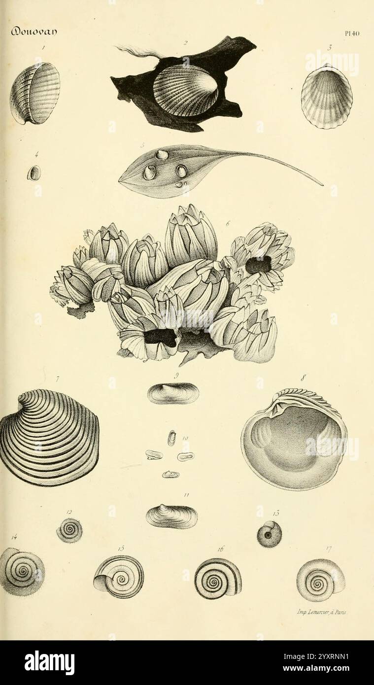 Bibliothèque conchyliologique, Paris, A. Franck, 1845-1846, Muscheln, Weichtiere, Kataloge, Sammlungen, Eine Sammlung detaillierter Illustrationen, die verschiedene Arten von Muscheln und Meeresmuscheln zeigen. Die Anordnung umfasst sowohl zwei Klappen, wie Muscheln und Jakobsmuscheln, als auch Gastropoden, die durch spiralförmige und flache Schalenformen belegt werden. Jedes Exemplar wird aufwändig gerendert, wodurch die einzigartigen Strukturen und Muster der Schalen hervorgehoben werden. Daneben gibt es Darstellungen der Wasserflora, die den ökologischen Kontext dieser Organismen betonen. Die Abbildungen sind mit Zahlen beschriftet, wahrscheinlich mit Kernen Stockfoto