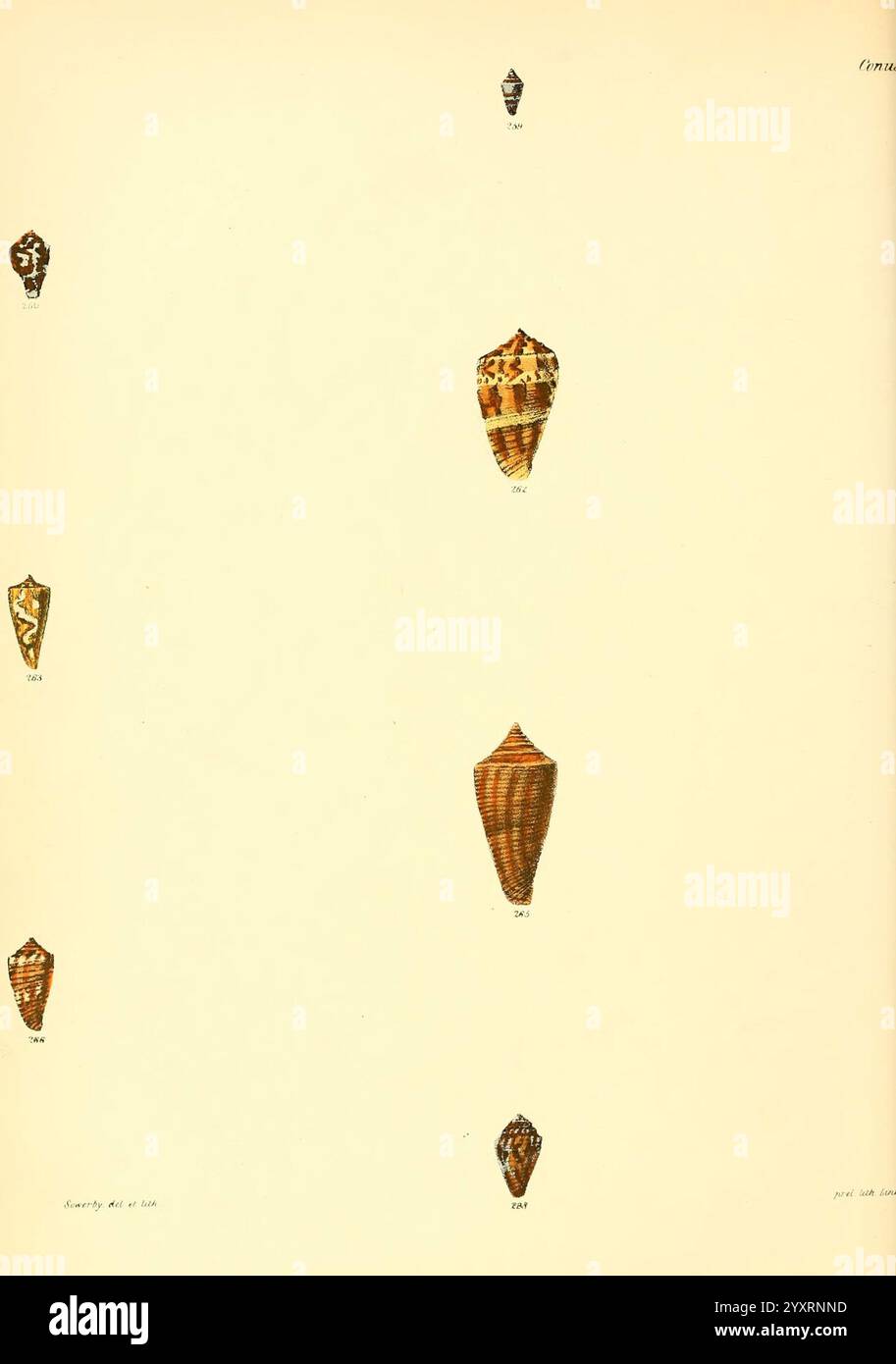 Conchologia Iconica, oder Illustrationen der Muscheln von Molluscous-Tieren. V.1 London, Reeve, Brothers, 1843-1878, Weichtiere, Pictorial Works, Shells, Eine Sammlung verschiedener Muscheln, die ihre komplexen Designs und Formen zeigen. Jede Schale verfügt über einzigartige Muster und Farben, von gestreiften bis zu gesprenkelten Texturen. Sie sind vertikal angeordnet, wobei jede Probe zur Identifizierung ordentlich nummeriert ist. Der Hintergrund bleibt schlicht, sodass die Details und Schönheit der Muscheln hervorstechen und ihre natürliche Kunstfertigkeit und Vielfalt betonen. Stockfoto