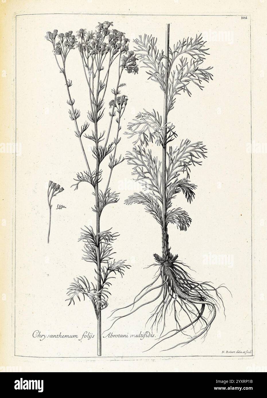 [Recueil des plantes dessinées et gravées par ordre du roi Louis XIV], Paris, impr. royale, 1786, Bildwerke, Pflanzen, eine Illustration zeigt die Pflanze *Chrysanthemum folium* neben *Artemisia multifida*. Die detaillierte Darstellung zeigt die unterschiedlichen Merkmale beider Pflanzen, wobei die Stiele, Blätter und Wurzelstrukturen deutlich dargestellt sind. Das Laub von *Chrysanthemum folium* ist auf der linken Seite dargestellt, was seine zarte Anordnung hervorhebt, während *Artemisia multifida* auf der rechten Seite präsentiert wird, was seine einzigartige Blattform und sein komplexeres Wurzelsystem zeigt. Unter der Abbildung Stockfoto