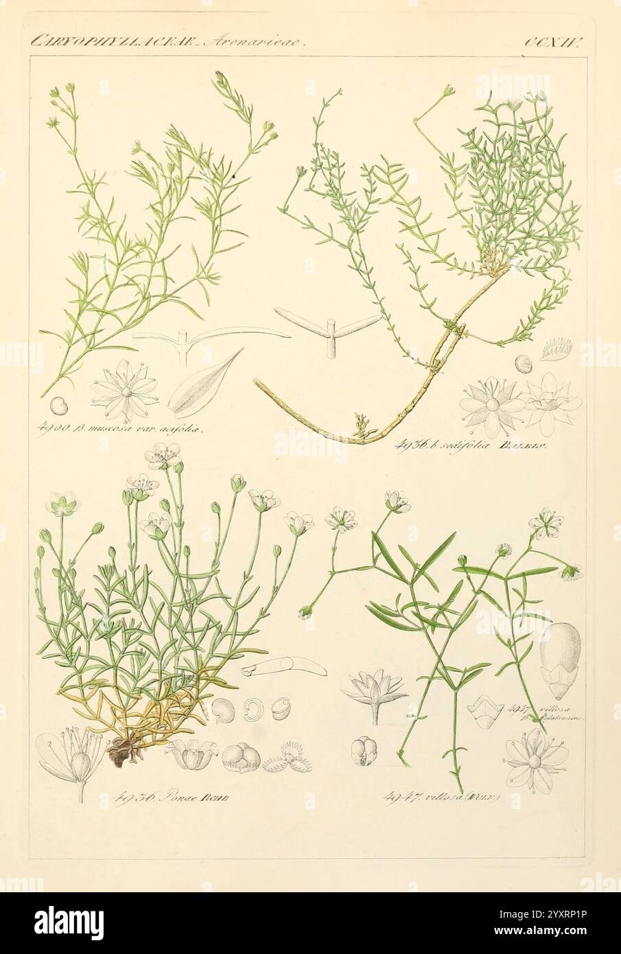 Icones florae Germanicae et Helveticae, Simul Pedemontanae, Tirolensis, Istriacae, Dalmaticae, Austriacae, Hungaricae, Transylvanicae, Moravicae, Borussicae, Holsaticae, Belgicae, Hollandicae, ergo Mediae Europae. Lipsiae, F. Hofmeister 1834-1912. [v. 1, 1850], Europa, Bildwerke, Pflanzen., die Abbildung zeigt verschiedene botanische Exemplare, die mit ihren wissenschaftlichen Namen und Details gekennzeichnet sind. In der oberen linken Ecke sind feine, zarte Stämme mit kleinen Blättern dargestellt, die die Eigenschaften einer bestimmten krautigen Pflanze zeigen. Der obere rechte Abschnitt zeigt einen komplizierteren Zweig, hoch Stockfoto