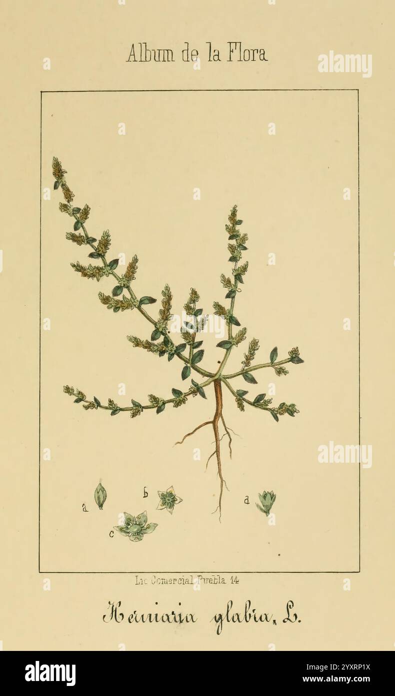 Album de la Flora me?Dico-Farmace?utica e? Industrie, Indi?gena y exo?tica, Madrid, Impr. De la Galeria literaria, 1862-64, Wirtschaft, Botanik, Heilpflanzen, the New York Botanical Garden, Pictorial Works, die Illustration zeigt eine detaillierte botanische Darstellung einer Pflanze, die als **Hernaria glabra, L.** identifiziert wurde. Der Hauptstiel ist mit kleinen, fein strukturierten Blättern verzweigt. Die Hauptfigur wird mit Teilen der Pflanze versehen, die bestimmte Blattformen und Merkmale kennzeichnen, wie sie durch die Buchstaben a, b, c und d dargestellt werden. Das Kunstwerk wird sorgfältig gerendert und zeigt den Cha der Pflanze Stockfoto