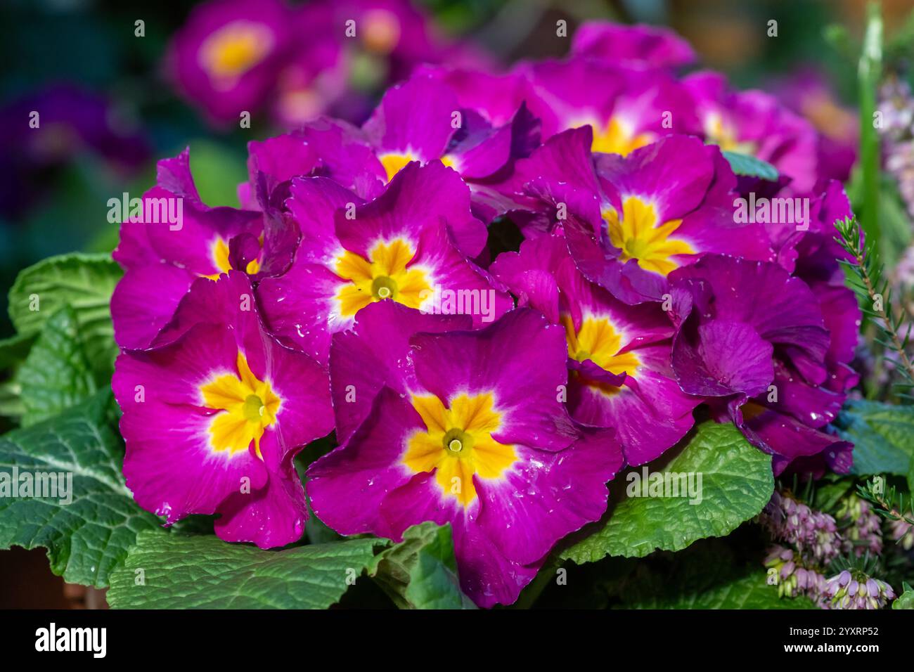 Nahaufnahme rosafarbener Polyanthuskerzen in Blüte Stockfoto