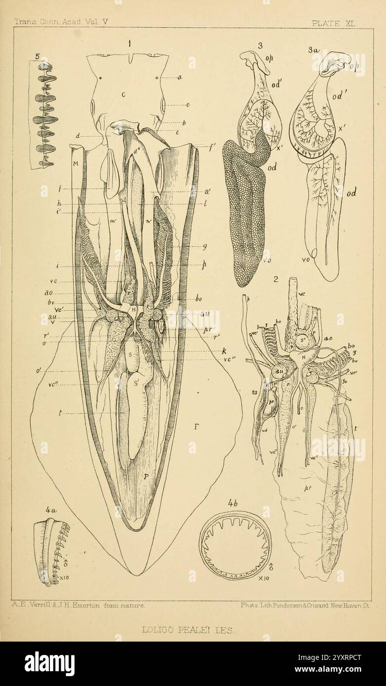 Die, Kopffüßer, der, der, der nordöstlichen, Coast, of, America, New Haven, Conn, Connecticut, Akademie der Wissenschaften, 1879-1881, Tintenfisch, Nord, Amerika, Atlantik, Küste, Cephalopoda, Riese, Tintenfische, Atlantik, Küste, nordamerika, Amerika, Monster, sind, echt. diese Abbildung zeigt eine detaillierte anatomische Zeichnung eines Tintenfisches, die verschiedene interne Strukturen und Merkmale zeigt. Zu den wichtigsten gekennzeichneten Komponenten gehören Schnabel, Trichter, Kiemen und Fortpflanzungsorgane, wobei präzise Beschriftungen auf bestimmte Teile wie Mantel, Flosse und Siphon hinweisen. Das Diagramm betont die einzigartige Physiologie des Tintenfisches, Provid Stockfoto