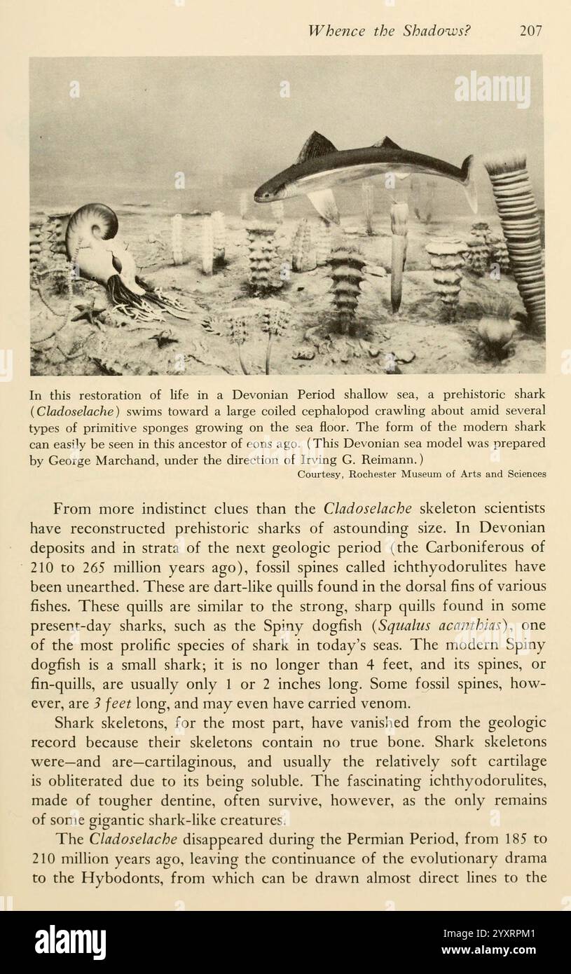 Shadows in the Sea, Philadelphia, Chilton Books [1963], Shark, Woods Hole, Chondrichthyes, prähistorische Tiere, prähistorischer Hai, Cladoselache, Cladoselache fyleri, eine Illustration, die eine detaillierte Beschreibung prähistorischer Haie, insbesondere der Cladoselache-Art, begleitet, die während der Devon-Zeit existierte. Der Text erforscht die Anatomie und Fossilienfunde von Cladoselache und hebt dessen Struktur und evolutionäre Bedeutung hervor. Es stellt fest, dass in ihren fossilen Überresten keine Wirbel vorhanden sind, zusammen mit ihrer schlanken Form und ihren langen, scharfen Zähnen, die für einen Fleischfresser angepasst wurden Stockfoto