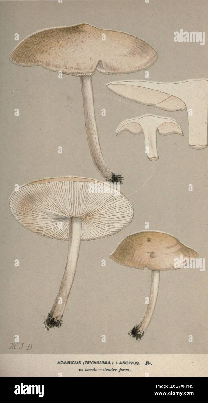 Illustrationen britischer Pilze (Hymenomycetes), die als atlas zum „Handbuch britischer Pilze“ dienen. London Williams und Norgate 1881-91. Pilze, Großbritannien, diese Illustration zeigt verschiedene Exemplare der Pilzart Agaricus (Agaricus) lascivus, die ihre charakteristischen Eigenschaften zeigen. Die Darstellung zeigt mehrere Formen der Pilze, die ihre Kappen und Kiemen hervorheben. Im unteren Abschnitt zeigen größere Proben eine abgerundete Kappe mit glatter Textur, während kleinere Versionen oben abgebildet sind, die leichte Variationen in Form und Größe zeigen. Jeder Pilz ist unterzubringen Stockfoto