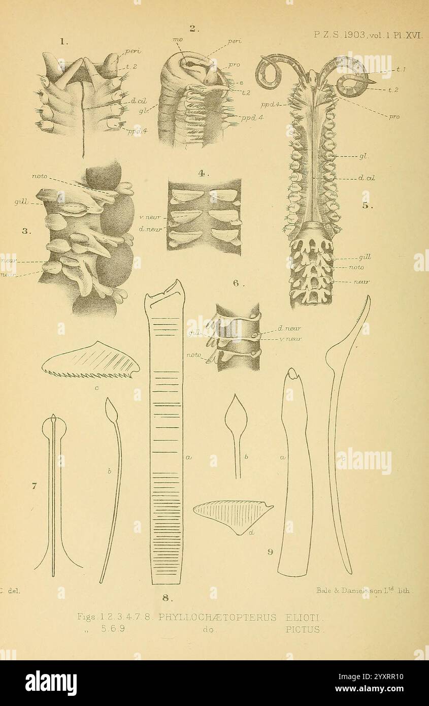 Proceedings of the Zoological Society of London, London, Academic Press, Zoologie, Zeitschriften, Zoologie zeigt diese Abbildung eine Reihe detaillierter anatomischer Zeichnungen und Diagramme, die sich auf die Gattung Phyllochiridopters beziehen, insbesondere auf die Art, die als „Elioti Pigius“ dargestellt wird. Das Arrangement enthält beschriftete Figuren, die verschiedene Merkmale wie Dornen, Flossen und andere morphologische Merkmale zeigen. Nummerierte Abschnitte zeigen verschiedene anatomische Strukturen auf und erleichtern so ein umfassendes Verständnis der Biologie des Organismus. Einige Zeichnungen zeigen die Skelettelemente, andere Stockfoto
