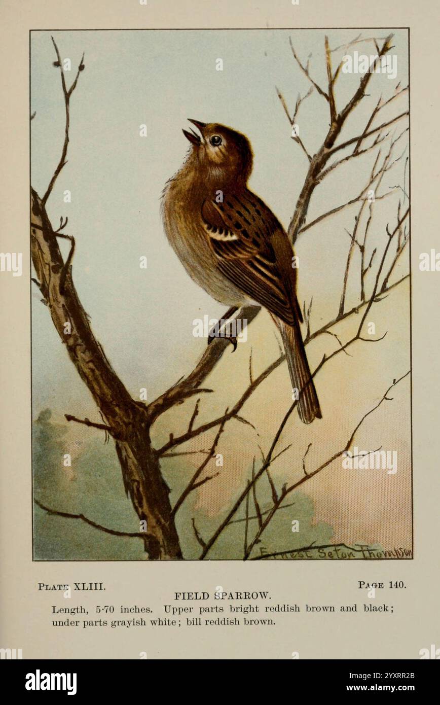 Bird-Life, A Guide to the Study of Our Common Birds, New York, Appleton, 1900, Birds, Pictorial Works, United States, American Museum of Natural History, Spatzen, Spizella pusilla, Ein Feldspatzen thront anmutig auf einem zarten Zweig, sein schlanker Körper im Profil. Der Vogel zeigt eine Mischung aus rötlich-braunen und schwarzen Federn an den oberen Teilen, die von einem weichen Unterbauch in grauweißem weiß kontrastiert werden. Sein runder Kopf ist mit leichten Streifen verziert, und sein aufmerksamer Blick scheint auf die Umgebung konzentriert zu sein. Der Hintergrund bietet sanfte, gedämpfte Farben, die an eine ruhige Umgebung im Freien erinnern, Enhancin Stockfoto