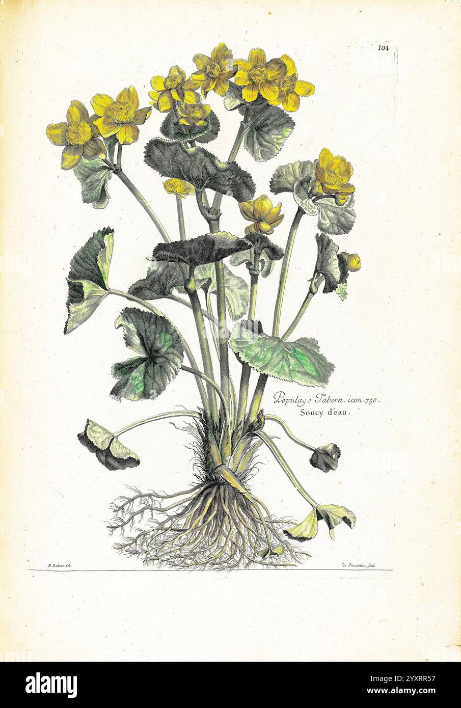 Recueil des plantes, dessinées et gravées par ordre du roi Louis XIV, Paris, impr. royale, 1786, Bildwerke, Pflanzen, Eine botanische Illustration mit einer detaillierten Darstellung einer gelbblühenden Pflanze mit breiten, abgerundeten Blättern. Die Pflanze ist mit ihrem Wurzelsystem dargestellt, was die Verbindung zwischen Stamm und Boden betont. Die leuchtend gelben Blüten heben sich vom Grün ab, während die komplizierten Details der Blätter und Wurzeln die Struktur der Pflanze hervorheben. Unter der Pflanze befindet sich der wissenschaftliche Name Lysimachia vulgaris, zusammen mit einer botanischen Beschreibung. Die Kompott Stockfoto