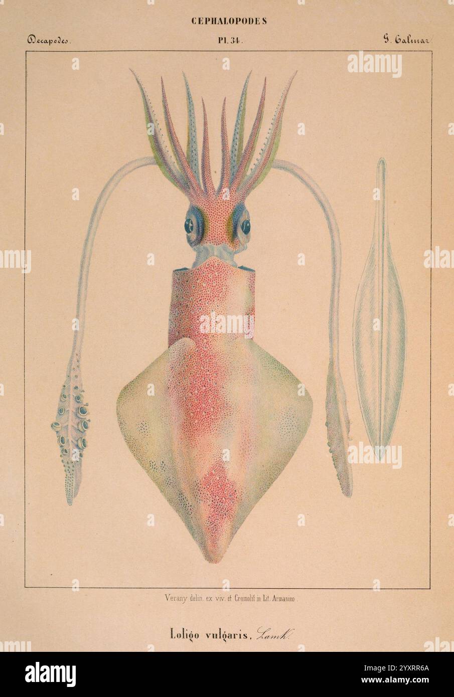 Mollusques Mediterraneens GE acnes impr des sourds-muets 1851 Cephalopoda Mittelmeer Mollusken Loligo vulgaris Europäischer Tintenfisch wirbellose Hist Sci Art Daily Sci Art, diese Abbildung zeigt eine detaillierte anatomische Untersuchung von *Loligo vulgaris*, allgemein bekannt als der gewöhnliche Tintenfisch. Der Tintenfisch wird in einem symmetrischen Layout präsentiert, das seinen stromlinienförmigen Körper und seine ausgedehnten Tentakeln zeigt. Das komplizierte Design zeichnet sich durch seine großen, markanten Augen und die Anordnung der Rippen an den Seiten aus. Zusätzlich gibt es eine separate Darstellung einer langgestreckten, schlanken Struktur, die wahrscheinlich eine Flosse darstellt Stockfoto