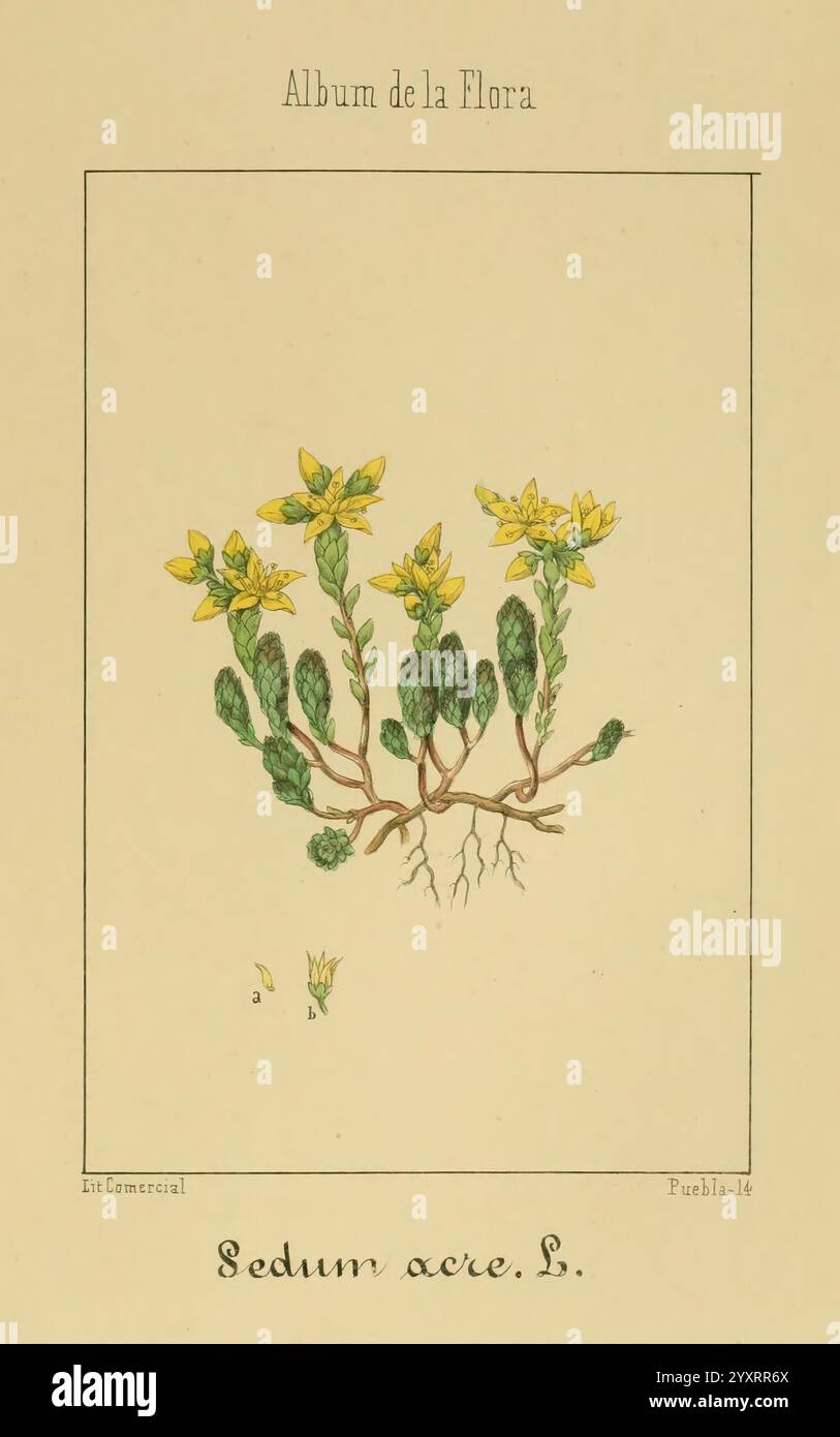 Album de la Flora me?Dico-Farmace?utica e? Industrie, Indi?gena y exo?tica Madrid, impr. De la Galeria literaria, 1862-64. Wirtschaftliche Botanik Sedum Acre medizinische Pflanzen die New York Botanical Garden Pictorial Works, dieses Kunstwerk zeigt eine detaillierte Illustration von *Sedum Acre*, allgemein bekannt als Stonecrop. Die Pflanze ist mit leuchtend gelben Blüten dargestellt, die auf einem grünen, fleischigen Stiel mit kleinen, ovalen Blättern blühen. Die Zusammensetzung betont die dicken, saftigen Stämme der Pflanze, die sich nach außen ausbreiten und ein Gefühl von Wachstum und Fülle vermitteln. Unter der Hauptdarstellung ist die wissenschaftliche na Stockfoto