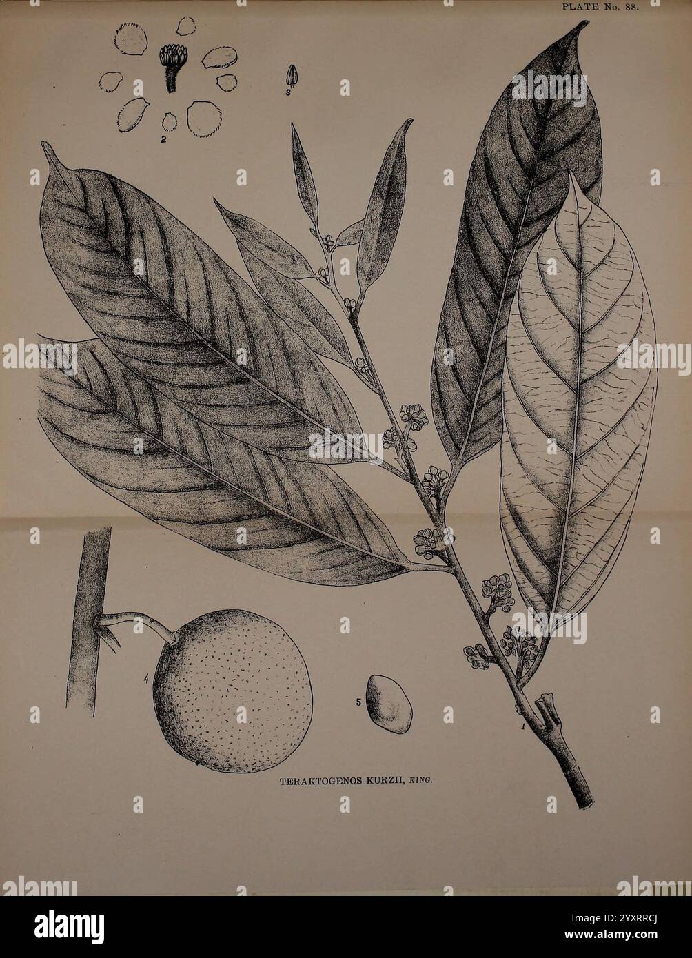 Indische Heilpflanzen, Bahadurganj, Indien, Sudhindra Nath Basu, Büro Pâninî, 1918, Indien, Botanik, Botanische Medizin, botanische Illustration mit der Pflanze **Trematobotrys kuhliana**, auch bekannt als Kuhlsapote. Die Komposition enthält detaillierte Darstellungen der Blätter der Pflanze, die ihre langgezogenen Formen und ihre ausgeprägten Adern zeigen. Neben den Blättern wird eine kleine Frucht mit ihren Samen dargestellt, die eine klare Darstellung der verschiedenen Bestandteile der Pflanze ermöglicht. Das Kunstwerk hebt die komplizierten Details der Blätter und Früchte hervor und spiegelt den Stil der Klasse wider Stockfoto