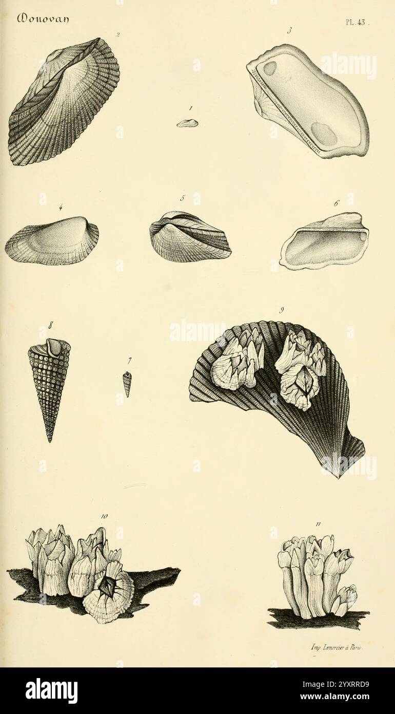 Bibliothèque conchyliologique, Paris, A. Franck, 1845-1846, Muscheln, die Abbildung zeigt eine Reihe detaillierter und wissenschaftlich gerenderter Muscheln, die verschiedene Formen und Strukturen zeigen. Jede nummerierte Beschriftung entspricht einem bestimmten Schalentyp, wodurch ihre einzigartigen Formen, Texturen und Designs hervorgehoben werden. Die Schalen sind systematisch angeordnet und betonen ihre anatomischen Merkmale wie Grate, Kurven und Öffnungen. Diese Sammlung dient wahrscheinlich einem pädagogischen Zweck und veranschaulicht die Vielfalt der Meeresmuscheln und ihre Anpassungen. Die komplizierte Linienarbeit spiegelt ein vorsichtiges o wider Stockfoto