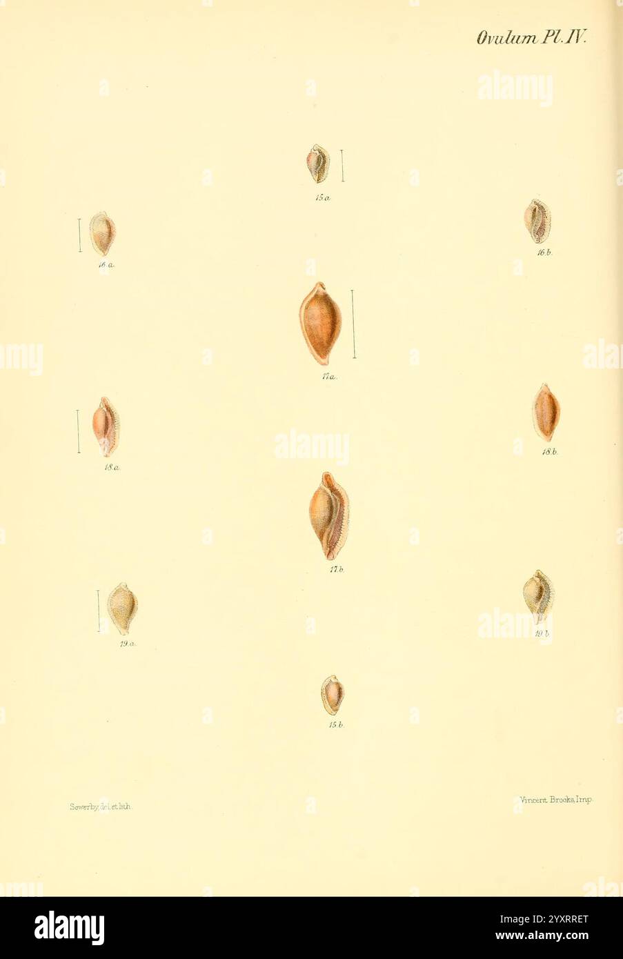 Conchologia iconica oder Illustrationen of the Muscheln of Molluscous Animals London, Reeve, Brothers, 1843–1878. Mollusks, Pictorial Works, Muscheln, das Kunstwerk zeigt eine detaillierte Darstellung verschiedener Arten von Muscheln, insbesondere aus der Gattung Ovulum. Die Schalen sind methodisch angeordnet, nummeriert und beschriftet, wodurch ihre unterschiedlichen Formen und Muster klar dargestellt werden. Jede Schale weist eine einzigartige Färbung und Textur auf, die die Vielfalt innerhalb dieser Gruppe unterstreicht. Das elegante Design unterstreicht die natürliche Schönheit dieser Meeresproben mit wissenschaftlicher Präzision e Stockfoto