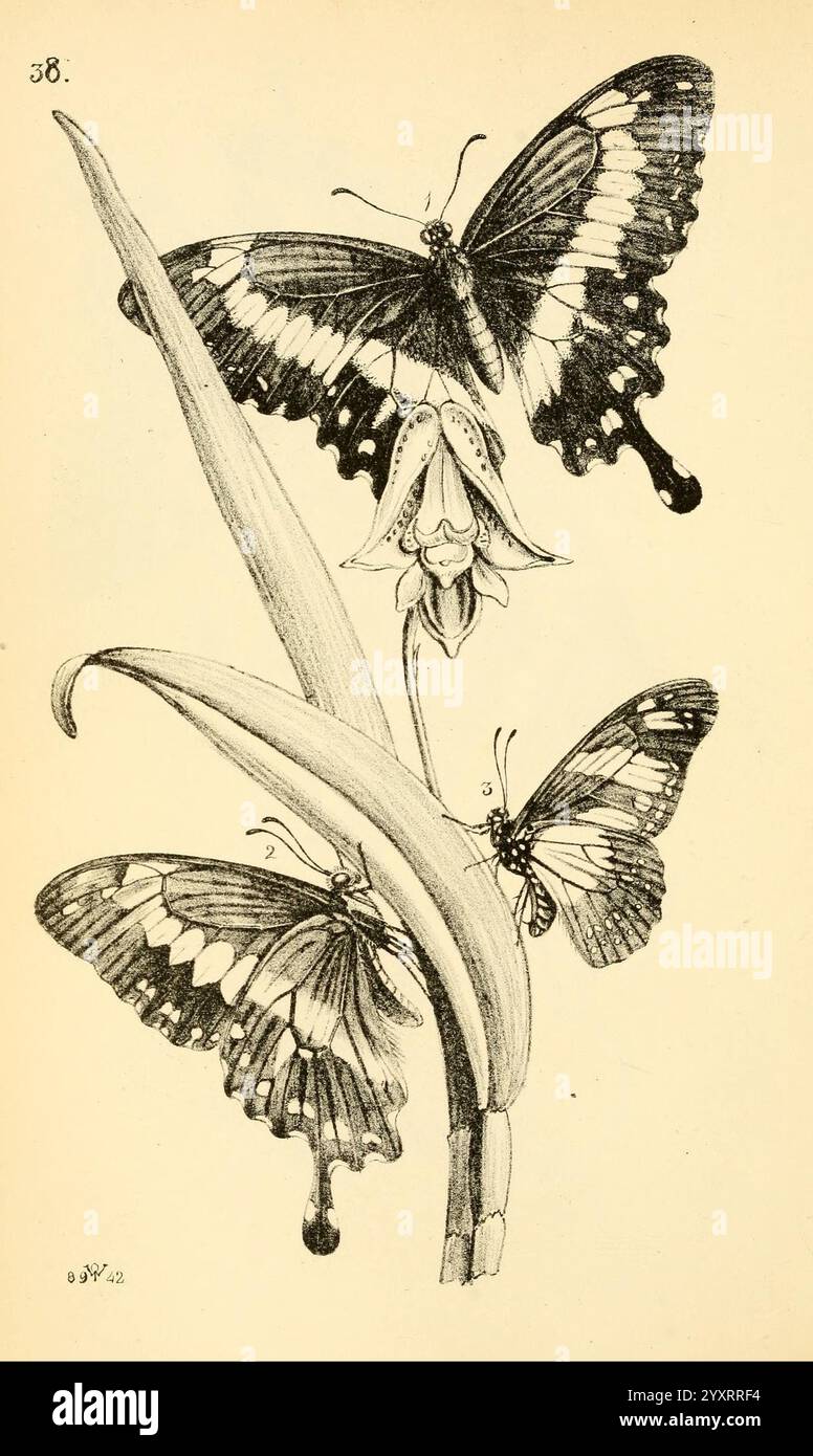 Arcana entomologica, oder Illustrationen von neuen, seltenen und interessanten Insekten, London, William Smith, 1845 [d. h. 1841-1845], Insekten, Arthropoden, Entomologie, Klassifizierung, Bildwerke, Arthropod, Eine wunderschön detaillierte Illustration, die ein Paar eleganter Schmetterlinge zeigt, die anmutig auf einer zarten Blume thront. Die Schmetterlinge weisen komplizierte Muster auf ihren Flügeln auf, wobei eines an der Spitze und ein anderes an der Unterseite deutlich sichtbar ist. Die Blume mit glockenförmigen Blütenblättern ist mit komplizierten Linien und Schattierungen dargestellt, die die natürliche Schönheit der Szene unterstreichen. Sattes Grün Stockfoto