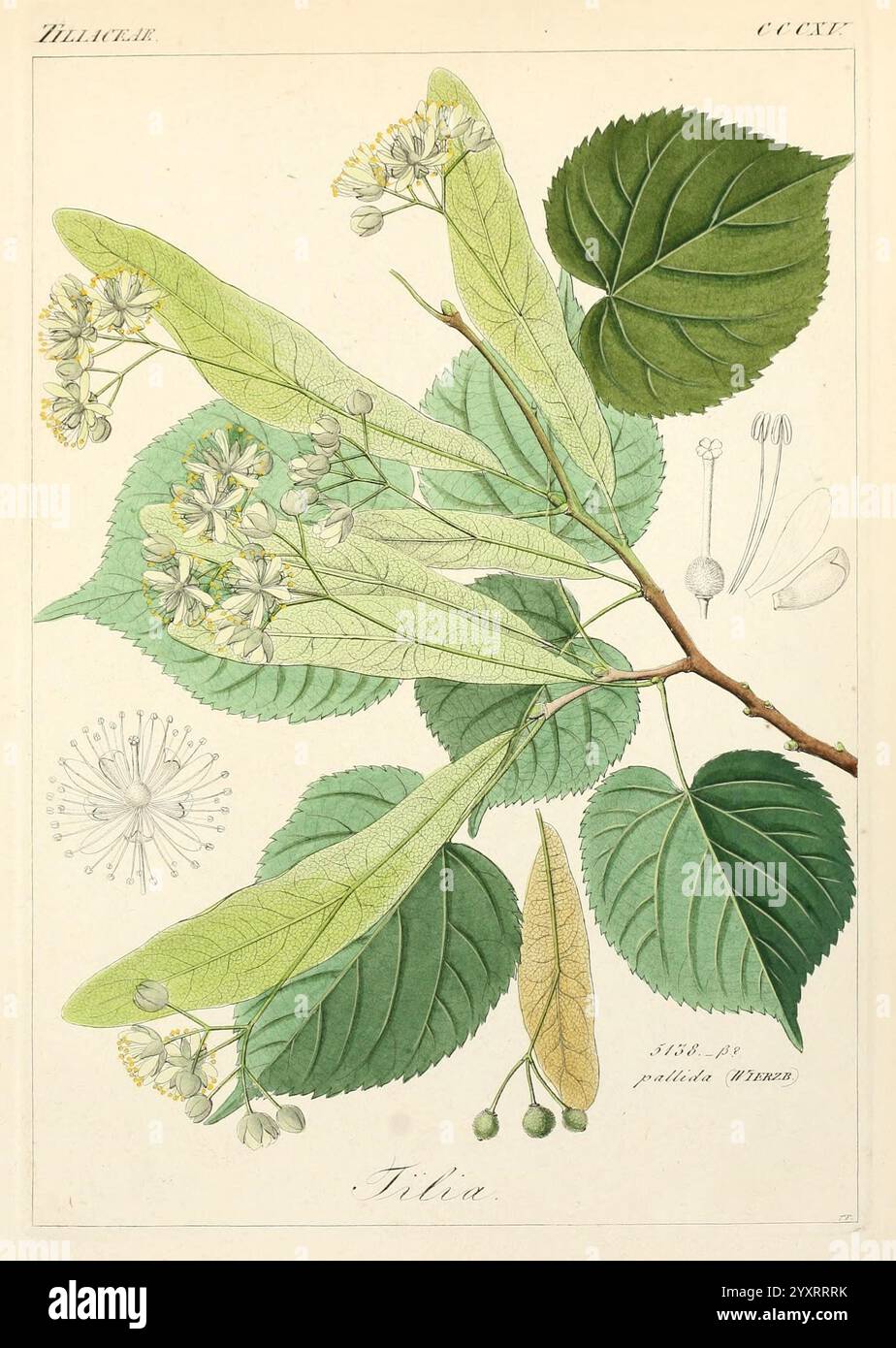 Icones florae Germanicae et Helveticae, Simul Pedemontanae, Tirolensis, Istriacae, Dalmaticae, Austriacae, Hungaricae, Transylvanicae, Moravicae, Borussicae, Holsaticae, Belgicae, Hollandicae, ergo Mediae Europae. Lipsiae, F. Hofmeister 1834-1912. [v. 1, 1850], Europa, Bildwerke, Pflanzen, die Abbildung zeigt eine detaillierte botanische Studie der Tilia Pflanze, die allgemein als Linde oder Linde bekannt ist. Deutlich sichtbar ist ein Zweig mit großen, gezackten Blättern, die sich durch ihre asymmetrischen Basen auszeichnen. Um die Blätter herum befinden sich zarte Gruppen kleiner, blassgelber Blüten, von denen jede weiß Stockfoto