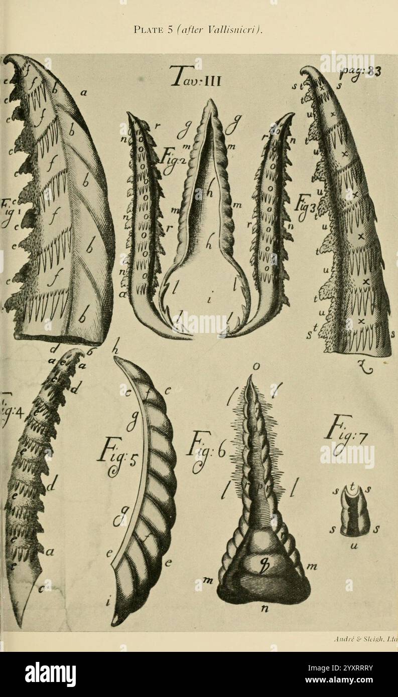 Transaktionen der Entomologischen Gesellschaft von London, London, der Gesellschaft, Entomologie, Zeitschriften, Insekt, Eine detaillierte Abbildung, die verschiedene Arten von gestreckten, spitzen Strukturen darstellt, die möglicherweise verschiedene Arten von Schalen oder Zähnen darstellen. Jede Struktur ist als Referenz mit Buchstaben und Zahlen gekennzeichnet, die bestimmte Merkmale und Varianten hervorheben. Das Arrangement zeigt eine Mischung organischer Formen, die ihre komplizierten Designs und Texturen betonen, die von wissenschaftlichem Interesse sein könnten. Die umgebenden Beschriftungen deuten darauf hin, dass der Schwerpunkt auf Morphologie und Klassifizierung liegt, was darauf hindeutet Stockfoto