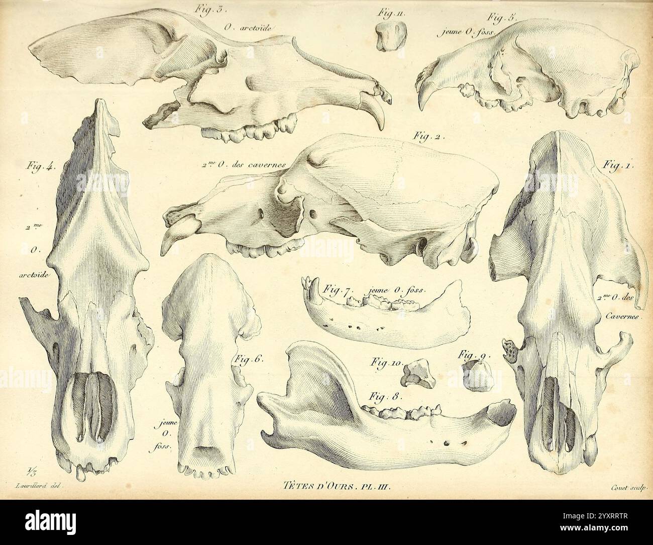 Recherches sur les ossemens fossiles de quadrupèdes, Paris, Deterville, 1812, Frankreich, Geologie, Mammal Fossil, Paläontologie, Region Paris, Wirbeltierfossil, die Illustration zeigt eine Sammlung verschiedener Tierschädel in einer systematischen Anordnung. Jeder Schädel ist mit spezifischen Referenznummern beschriftet, die unterschiedliche anatomische Merkmale hervorheben. Die obere Reihe umfasst eine Reihe von frontalen und lateralen Ansichten, die die einzigartigen Formen und Strukturen der Schädel- und Gesichtsknochen zeigen. Im Folgenden zeigen zusätzliche Ansichten die detaillierte Morphologie der Unterkiefer- und Zahnstrukturen. Diese Compi Stockfoto