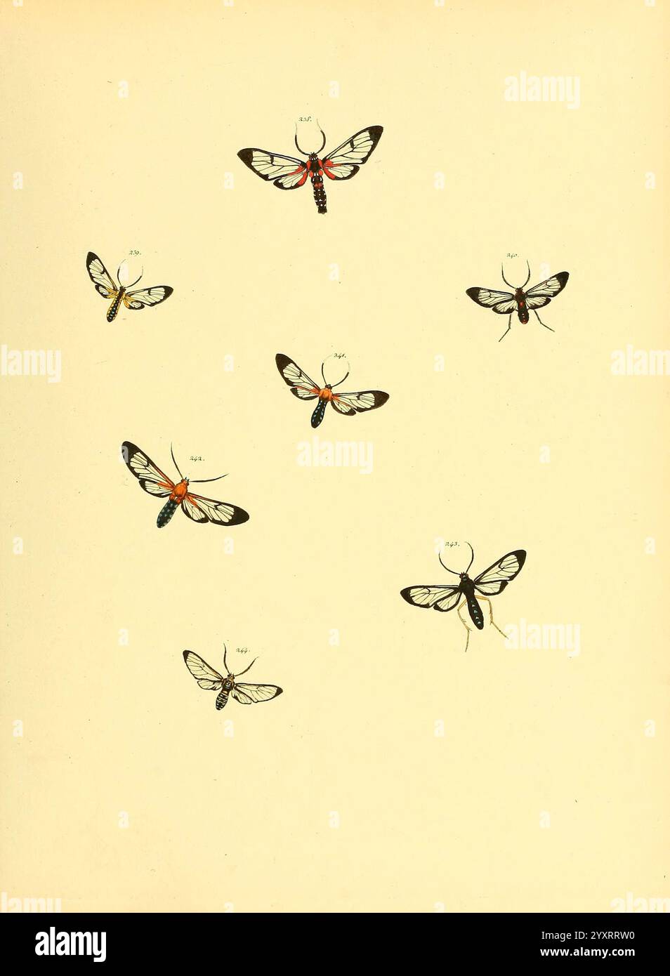 Sammlung neuer oder wenig bekannter aussereuropäischer Schmetterlinge. Bd.1. Regensburg, G.J. Manz, 1850/1858 [d. h. 1858-1869]. Universität, Ernst, Lepidoptera, Mayr, Bibliothek, Pictorial Works, Harvard, Eine Sammlung von mehreren illustrierten Schmetterlingen und Falter mit verschiedenen Flügelmustern und Farben. Die Insekten sind künstlerisch angeordnet und zeigen ihre unverwechselbaren Formen und komplizierten Designs. Einige weisen auffällige orange und rote Markierungen auf, während andere feine schwarze und weiße Muster zeigen, die die Vielfalt dieser Arten hervorheben. Jedes Insekt ist akribisch detailliert, betont Stockfoto