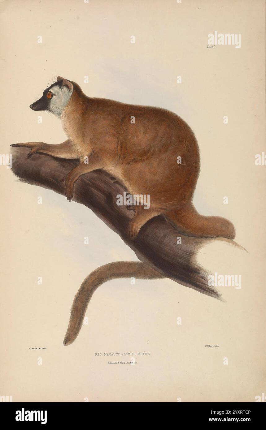 Gleanings aus der Menagerie und Voliere in der Knowsley Hall Knowsley, [ gedruckt für den privaten Vertrieb ] , 184650, Bildwerke, Wiederkäuer, Zoologie, Säugetiere, Eine detaillierte Abbildung eines Beuteltieres auf einem Ast, das seine charakteristischen Merkmale zeigt, einschließlich eines buschigen Schwanzes und auffälliger Gesichtsmarkierungen. Die Kreatur hat einen abgerundeten Körper, der mit weichem Pelz bedeckt ist, und einen helleren Unterbauch. Seine großen, ausdrucksstarken Augen und die lange Schnauze tragen zu seinem neugierigen Aussehen bei. Der Zweig, auf dem er sitzt, ist strukturiert und trägt zur natürlichen Umgebung bei, während die Gesamtkomposition das A hervorhebt Stockfoto