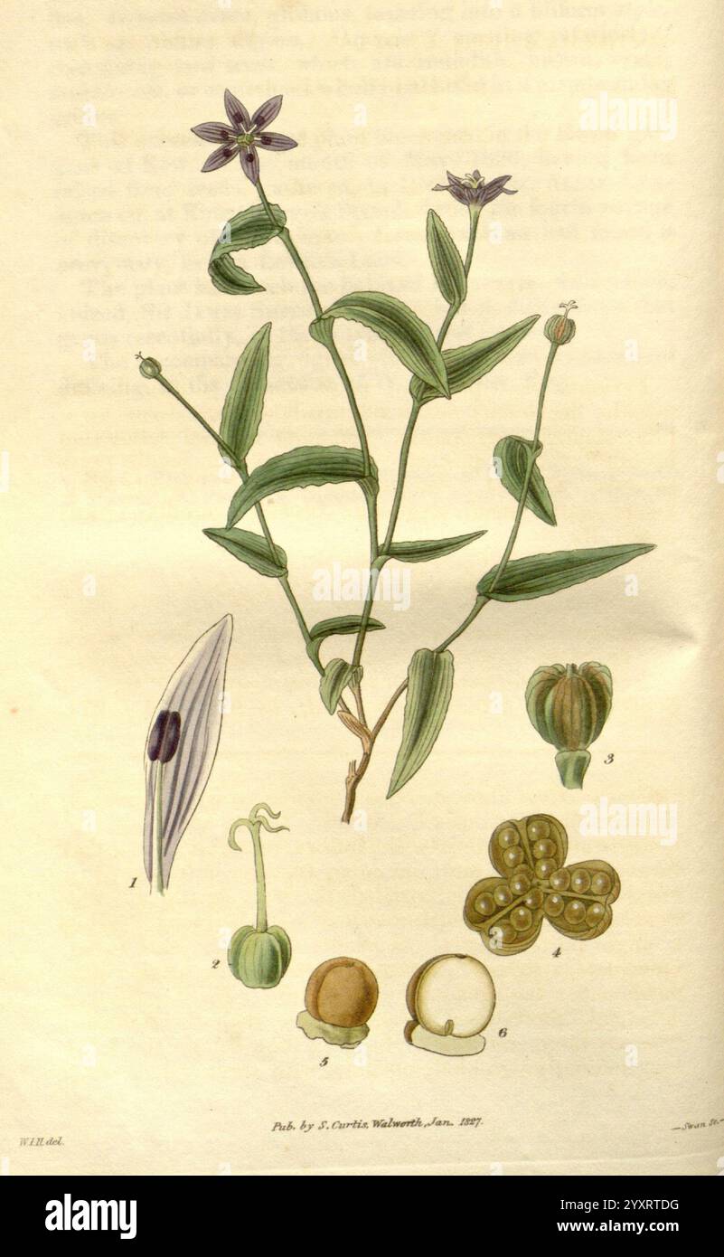 Curtis Australia Schelhammera undulata, Eine botanische Illustration mit einer detaillierten Darstellung einer blühenden Pflanze, die ihre langen Blätter und zarten violetten Blüten zeigt. Die Hauptabbildung wird durch mehrere kleinere Zeichnungen ergänzt, die verschiedene Entwicklungsstadien der Pflanze hervorheben, einschließlich der Samenkapseln und der Blumenstruktur. Das Arrangement betont die komplizierten Details der Morphologie der Pflanze und macht sie sowohl zu einer lehrreichen als auch ästhetisch ansprechenden Darstellung der botanischen Kunst. Stockfoto