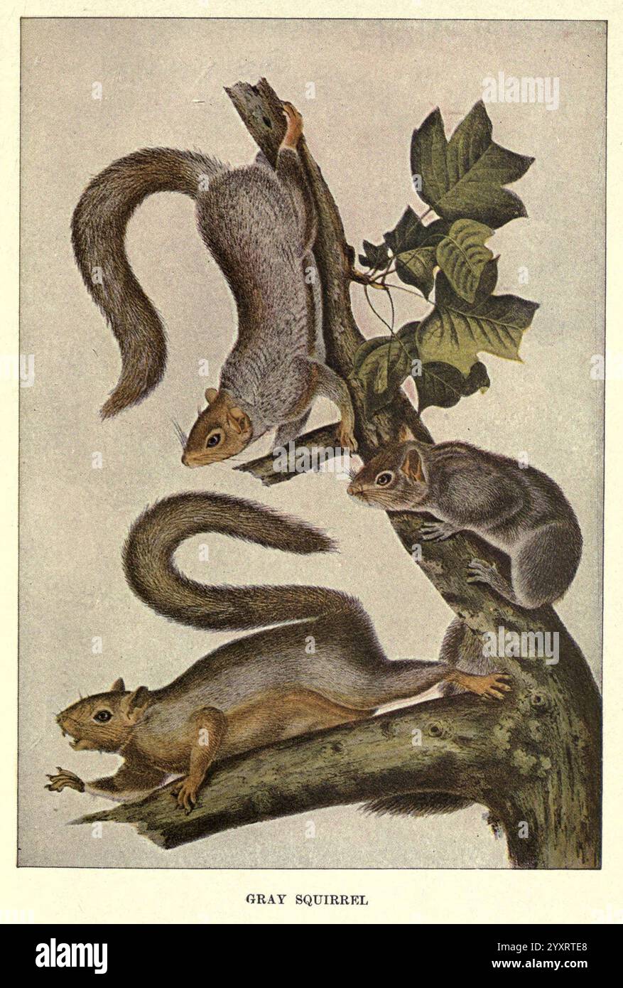 Eichhörnchen und andere Pelzträger, Boston, Houghton Mifflin Company, um 1909, Säugetiere, östliches graues Eichhörnchen, Tierverhalten Taxonomie: Family= Sciuridae, Sciurus carolinensis, Eine detaillierte Illustration mit drei grauen Eichhörnchen in verschiedenen Stellungen, die ihre unverwechselbaren buschigen Schwänze und beweglichen Formen zeigen. Das erste Eichhörnchen steht aufrecht auf einem Ast, die Augen sind wachsam und der Schwanz kräuselt sich hinten. Der zweite hängt anmutig vom Zweig und zeigt seine flinken Gliedmaßen. Der dritte, der auf dem Stamm des Baumes positioniert ist, wirkt entspannt, mit leicht seitlich gedrehtem Körper. Sattes Grün Blätter fram Stockfoto