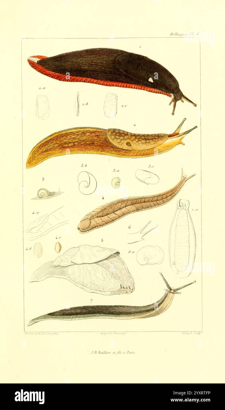 Les Mollusques, Paris, J. B. Baillière, 1868, Klassifikation, Weichtiere, Limax variegatus, Limax flavus, gelbe Schnecke, Kellerschnecke, Taxonomy: phylum= Mollusca, Taxonomy: class= Gastropoda, tägliche Wissenschaftskunst, die Illustration zeigt eine Vielzahl von Gastropoden mit detaillierten Darstellungen verschiedener Arten. Oben befinden sich langgezogene Figuren, die ihre charakteristische Farbe und Form hervorheben, sowie nummerierte Beschriftungen. Es werden verschiedene anatomische Merkmale beobachtet, einschließlich der Schalenstruktur in einigen, die sowohl lebende Formen als auch Querschnitte zeigen. Diese Kollektion ist nicht nur Stockfoto