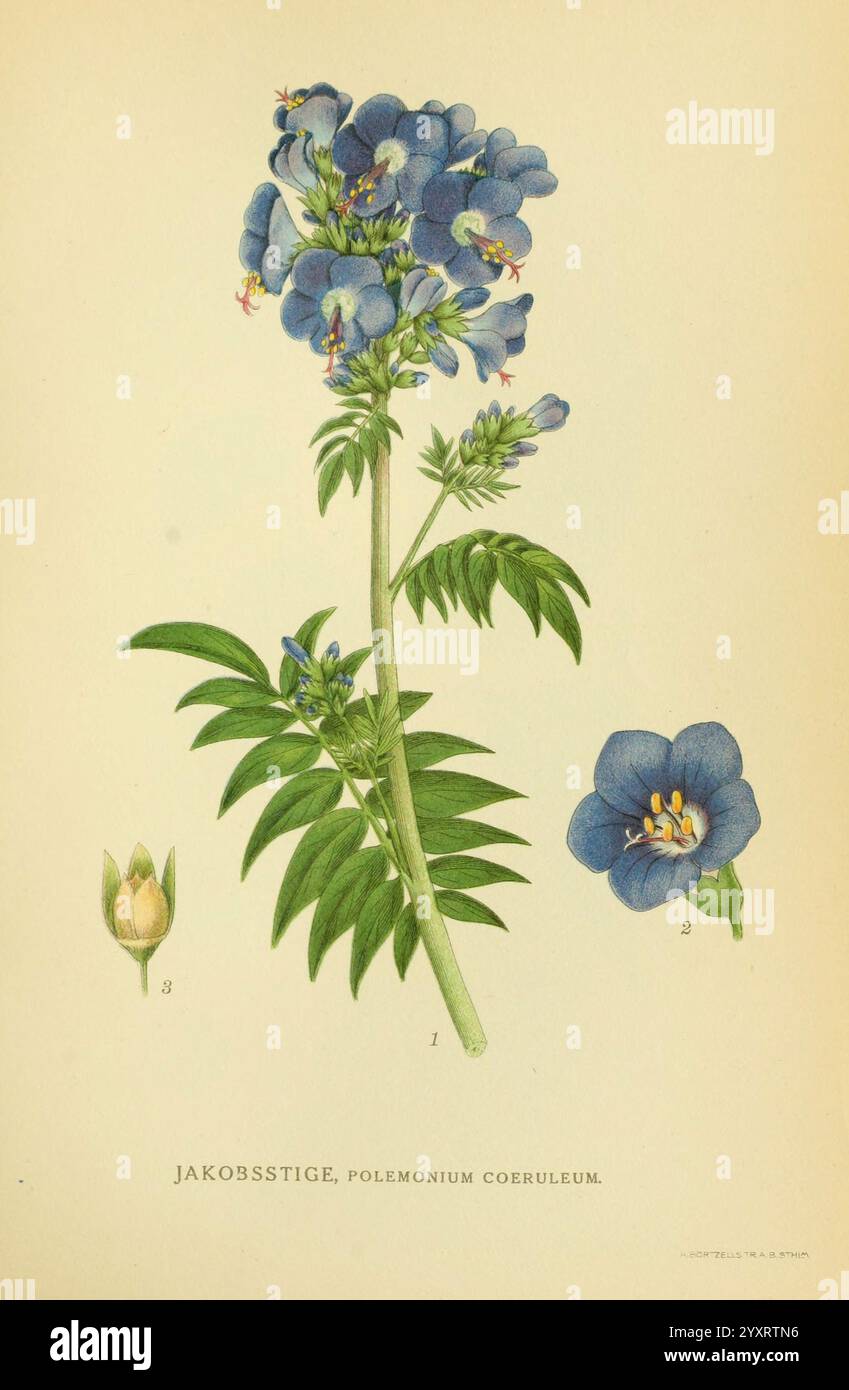 Billeder af nordens Flora, v.1 København, G.E.C. Gad's Forlag, 1917-1927. Pflanzen, Finnland, Skandinavien, der New York Botanical Garden, Bildwerke, Polemonium caeruleum, diese botanische Illustration zeigt das Polemonium coeruleum, allgemein bekannt als Jacob's Leiter. Das Kunstwerk zeigt einen hohen Stiel, der mit zarten blauen Blüten verziert ist, von denen jedes einzelne fünf Blütenblätter hat. Ergänzend zur Blumendekoration gibt es links eine geschlossene Knospe, die die frühen Stadien der Blüte anzeigt, und eine detaillierte Darstellung einer Blume neben dem Stiel, die die komplizierte Struktur unterstreicht Stockfoto