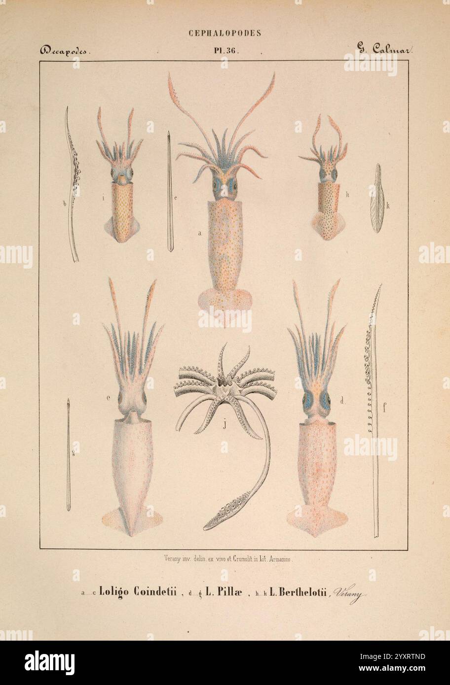 Mollusques Mediterraneens GE acnes impr des sourds-muets 1851 Mollusken Cephalopoda, eine komplizierte Illustration, die verschiedene Perspektiven eines Kopffüßers zeigt und detaillierte anatomische Ansichten bietet. Das Bild hebt charakteristische Merkmale wie die Tentakel, den Mantel und die Flossen hervor, zusammen mit beschrifteten Abschnitten zur weiteren Identifizierung. Jedes Exemplar wird mit Liebe zum Detail dargestellt, wobei die einzigartigen Eigenschaften und die allgemeine Symmetrie dieser faszinierenden Meeresbewohner hervorgehoben werden. Die Struktur der umgebenden Umgebung sowie zusätzliche Elemente von Stockfoto