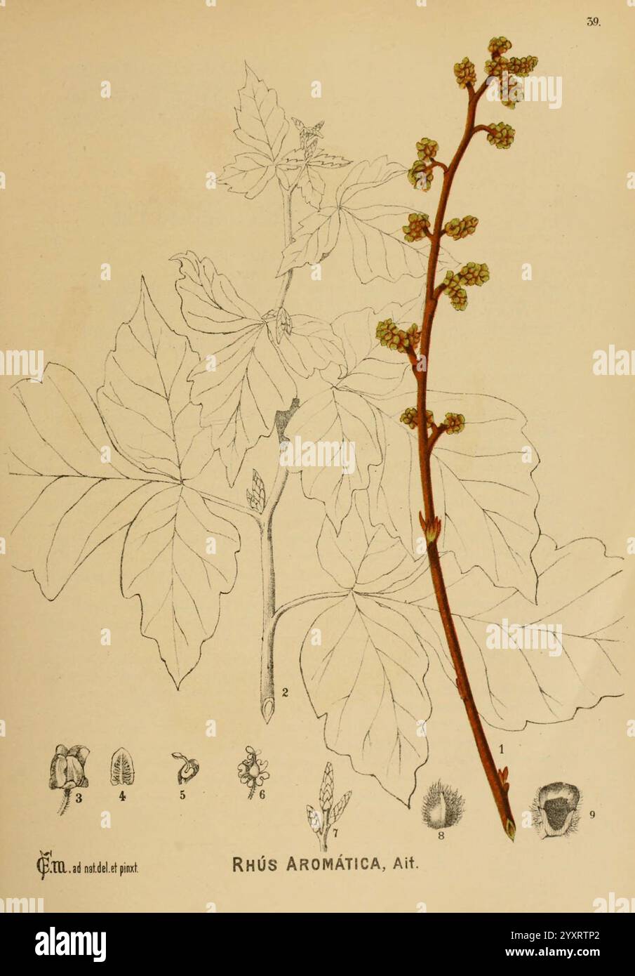 Amerikanisch, medizinisch, Pflanzen, New York, Boericke & Tafel, c1887, Botanik, medizinisch, Vereinigte Staaten, Rhus aromatica, medizinische Botanik., Eine botanische Illustration von Rhus Aromatica, allgemein bekannt als duftender Sumak. Die detaillierte Darstellung zeigt einen schlanken Stiel, der mit kleinen, grünlich-gelben Blüten geschmückt ist. Links zeigen detaillierte Zeichnungen der charakteristischen Blätter der Pflanze ihre gelappten und gezackten Kanten. Unter der Hauptabbildung bieten mehrere beschriftete Komponenten zusätzliche Informationen über die Morphologie der Pflanze, einschließlich Nahaufnahmen von Blattmustern und Samenstrukturen. Thi Stockfoto Amerikanisch, medizinisch, Pflanzen, New York, Boericke & Tafel, c1887, Botanik, medizinisch, Vereinigte Staaten, Rhus aromatica, medizinische Botanik., Eine botanische Illustration von Rhus Aromatica, allgemein bekannt als duftender Sumak. Die detaillierte Darstellung zeigt einen schlanken Stiel, der mit kleinen, grünlich-gelben Blüten geschmückt ist. Links zeigen detaillierte Zeichnungen der charakteristischen Blätter der Pflanze ihre gelappten und gezackten Kanten. Unter der Hauptabbildung bieten mehrere beschriftete Komponenten zusätzliche Informationen über die Morphologie der Pflanze, einschließlich Nahaufnahmen von Blattmustern und Samenstrukturen. Thi Stockfoto