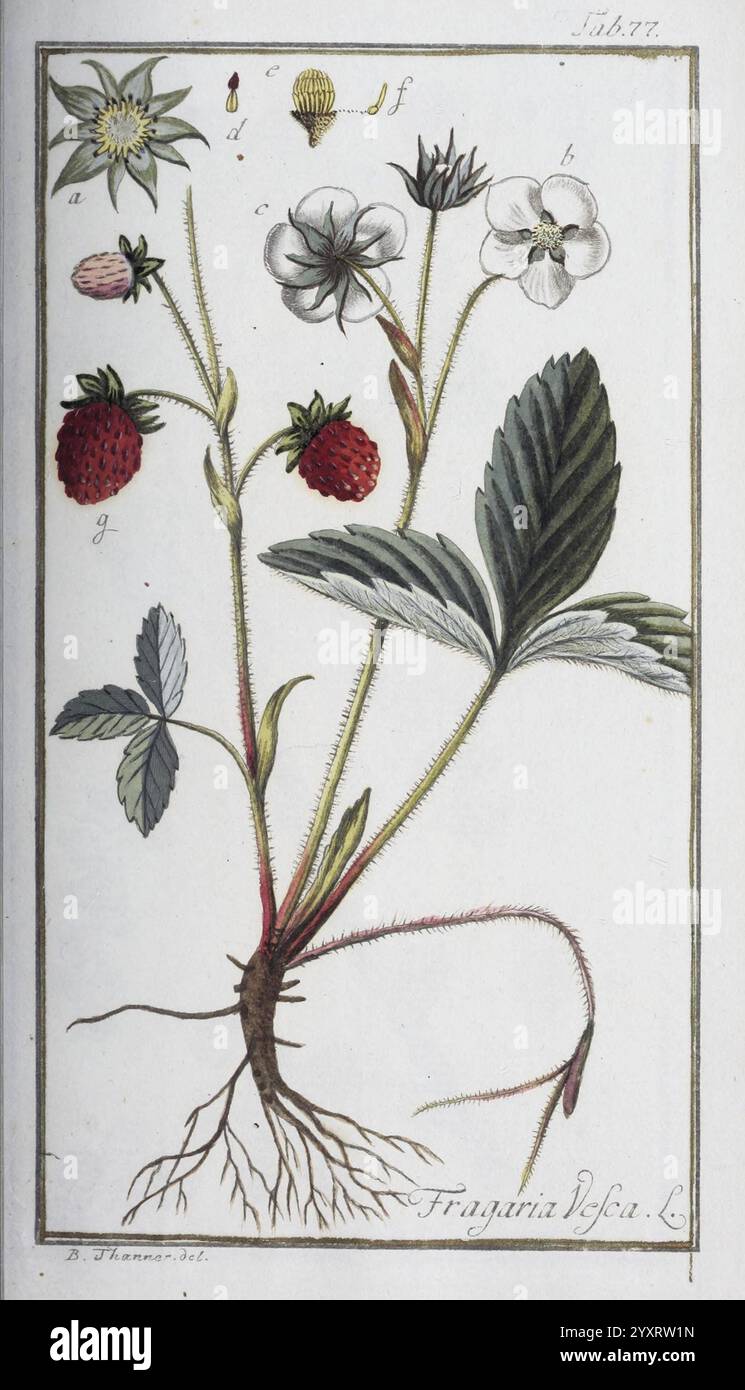 Icones plantarum medicinalium, Nürnberg, auf Kosten der Raspischen Buchhandlung, 1779-1790, Botanik, Medizin, Bildwerke, die Abbildung zeigt eine detaillierte Darstellung der wilden Erdbeerpflanze, wissenschaftlich bekannt als Fragaria vesca. Hervorzuheben sind die markanten Blätter, die fein gezackt sind und sich durch ihre üppige grüne Farbe auszeichnen. Die Pflanze umfasst mehrere Blütenstängel, die zarte, weiße Blüten mit fünf Blütenblättern zeigen, was auf das Potenzial für die Fruchtentwicklung hinweist. Zahlreiche kleine, leuchtend rote Erdbeeren sind abgebildet, die an den Stielen hängen, signifyin Stockfoto