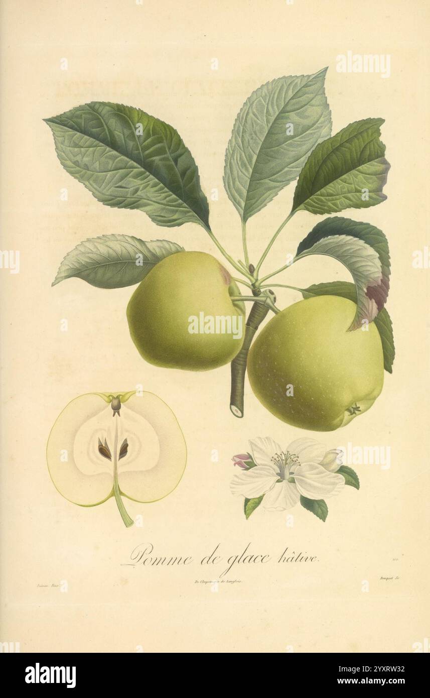 Pomologie francaise, Paris, Langlois et Leclercq, 1846, arbres fruitiers, Field Guides, Frankreich, Obstbäume, Obstkultur, Obst, Identifikation, Pflanzen., Eine botanische Illustration, die einen Zweig des Apfelbaums „Pomme de Glace“ zeigt, mit zwei Reifen grünen Äpfeln, die sich inmitten lebendiger Blätter befinden. Unterhalb des Astes zeigt ein detaillierter Querschnitt eines Apfels seine innere Struktur, die das helle Fleisch und die zentralen Samen zeigt. Die Früchte werden von einer zarten Blüte begleitet, die den Lebenszyklus des Apfels von der Blüte bis zur Frucht unterstreicht. Die Komposition verbindet auf elegante Weise die Schönheit der Natur mit dem Schimmel Stockfoto