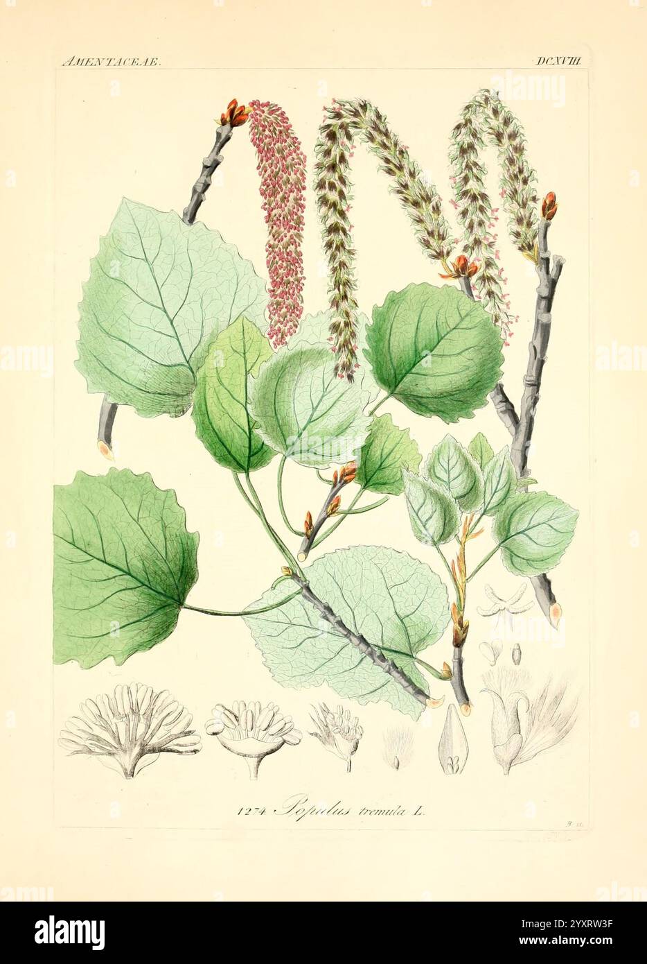 Icones Florae Germanicae, Helveticae, Pedemontanae, Tirolensis, Istriacae, Dalmaticae, Austriacae, Hungaricae, Transylvanicae, Moravicae, Borussicae, Holsaticae, Belgicae, Hollandicae, Mediae Europae, Lipsiae, F. Hofmeister, 1834-1912, v. 1, 1850, Europa, Bildwerke, Pflanzen, die Illustration zeigt verschiedene Phasen des Lebenszyklus einer Pflanze mit detaillierten Darstellungen ihrer Blätter, Blumen und Äste. Hervorzuheben sind die herzförmigen Blätter mit gezackten Kanten sowie blühende Cluster, die die Fortpflanzungsteile der Pflanze anzeigen. Das komplizierte Detail im Flor Stockfoto