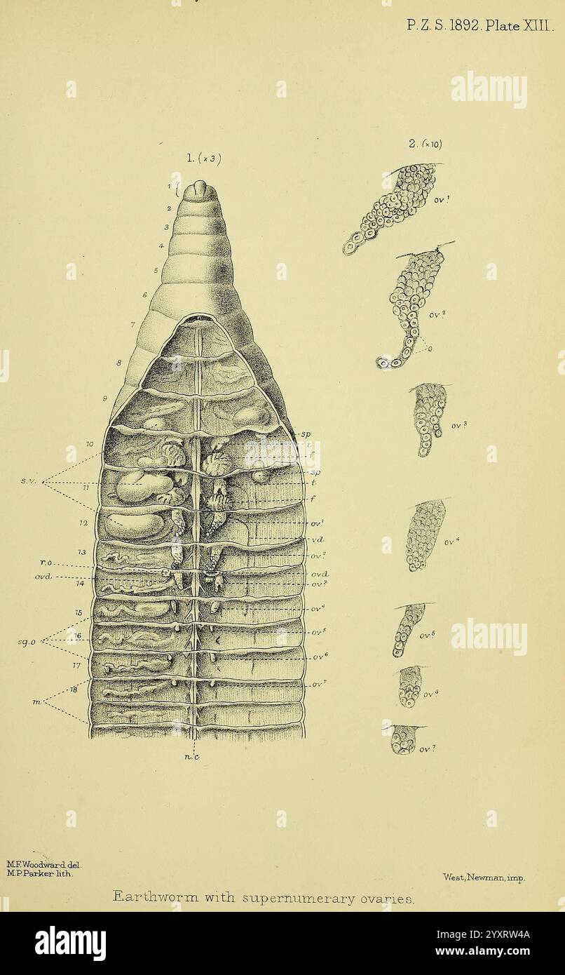 In dieser Illustration wird die anatomische Struktur eines Regenwurms dargestellt, wobei die inneren Organe hervorgehoben werden, darunter die überzähligen Eierstöcke. Das Diagramm ist sorgfältig detailliert und zeigt verschiedene Segmente des Regenwurmkörpers, die zur besseren Klarheit mit numerischen Referenzen versehen sind. Neben der Hauptfigur befinden sich weitere Abbildungen, die die reproduktive Anatomie näher erläutern und die einzigartigen Merkmale der Eierstöcke hervorheben. Die Gesamtstruktur betont die Komplexität der Erde Stockfoto