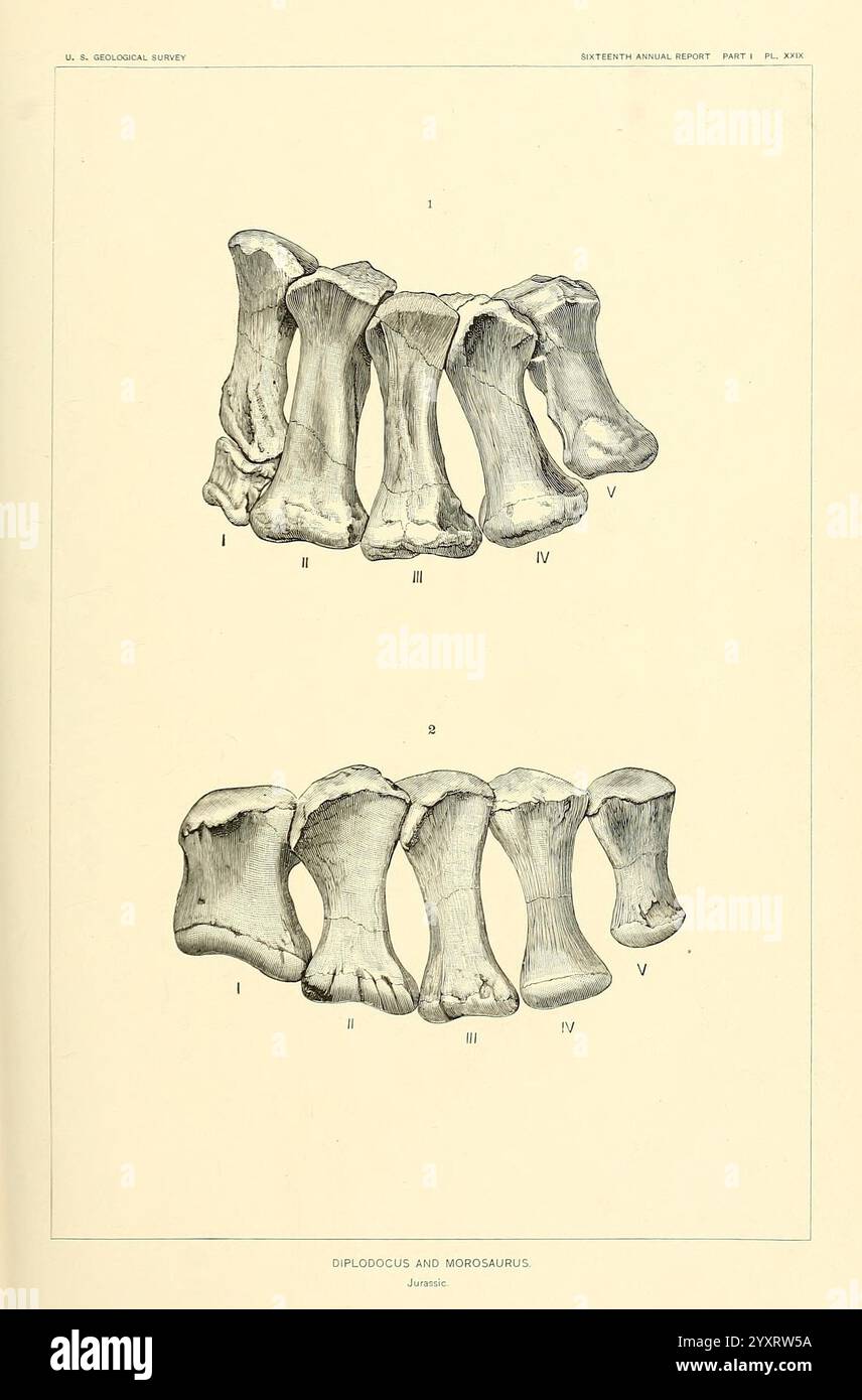 Die, Dinosaurier, aus Nordamerika, Washington, Govt, Print, Off, 1896, Dinosaurier, diese Illustration zeigt eine detaillierte anatomische Untersuchung der Wirbel einer prähistorischen Kreatur und hebt die Besonderheiten und Strukturen hervor. Es zeigt zwei Reihen von Wirbelelementen mit der Bezeichnung I bis V, wobei die einzigartige Morphologie jedes Knochens sorgfältig beachtet wird. Die Zeichnung betont die Unterschiede in Größe und Form und gibt Einblicke in die evolutionären Anpassungen des Organismus. Die Darstellung dient als pädagogische Referenz und veranschaulicht die Komplexität der Skelettentwicklung in einem Stockfoto