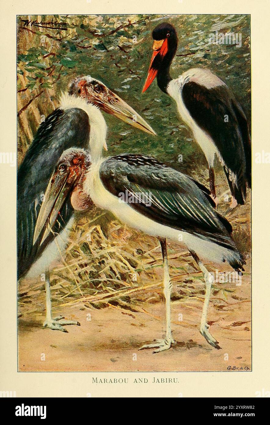 Wildtiere der Welt, London, F. Warne and Co, 1916, Zoologie, Marabou, Jabiru, Richard Lydekker, Friedrich Wilhelm Kuhnert, Vögel, Ornithologie, Leptoptilos crumenifer, Marabou-Storch, Xenorhynchus senegalensis, Ephippiorhynchus senegalensis, Sattelschnabelstorch, Afrika, drei Störche werden in einer natürlichen Umgebung dargestellt, die ihre Besonderheiten zeigt. Im Vordergrund stehen zwei Marabou-Störche dicht beieinander, deren lange, schlanke Beine und große, hakenförmige Schnäbel die Szene dominieren. Eine zeichnet sich durch ihr zotteliges Gefieder und einen unverwechselbaren Glatzkopf aus, während die andere einen stromlinienförmigen Kopf hat Stockfoto