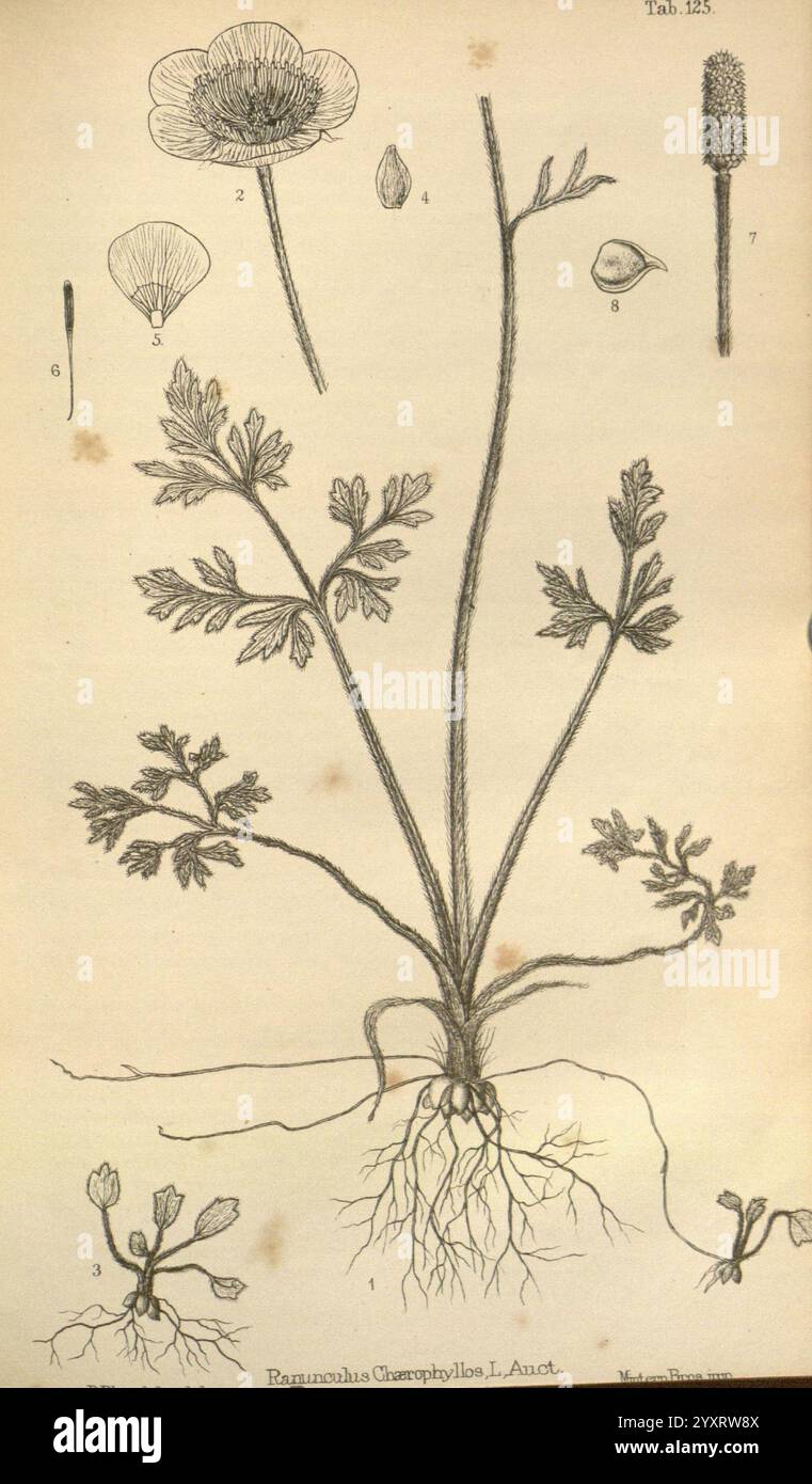 Journal of Botany, British and Foreign, London, Robert Hardwicke, 1863-1942, Botanik, Großbritannien, Zeitschriften, Pflanzen, die Illustration zeigt die Pflanze **Ragged-robin (Lychnis flos-cuculi)** und zeigt eine detaillierte Darstellung ihrer Struktur. Die Zeichnung hebt den Hauptstamm, die verzweigten Blätter und das Wurzelsystem hervor und betont die charakteristischen zerklüfteten Blattkanten der Pflanze. Zusätzlich sind mehrere Blütenknospen und Blüten abgebildet, die ihr zartes, sternähnliches Aussehen zeigen. Einsätze ermöglichen einen genaueren Blick auf die verschiedenen Stadien der Blütenentwicklung, einschließlich der Bildung von Pollen und Stockfoto